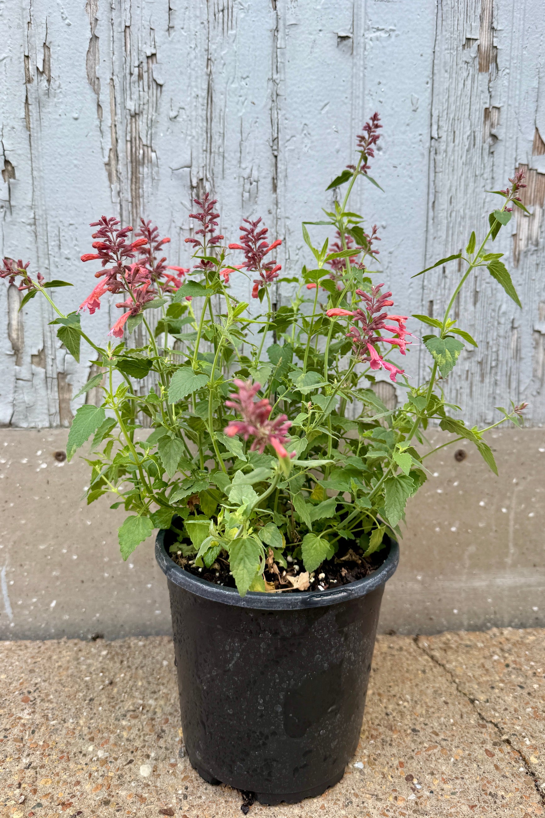 Agastache 'Guava Lava' the end May in a #1 growers pot with red flowers against a wooden fence background ©Sprout Home
