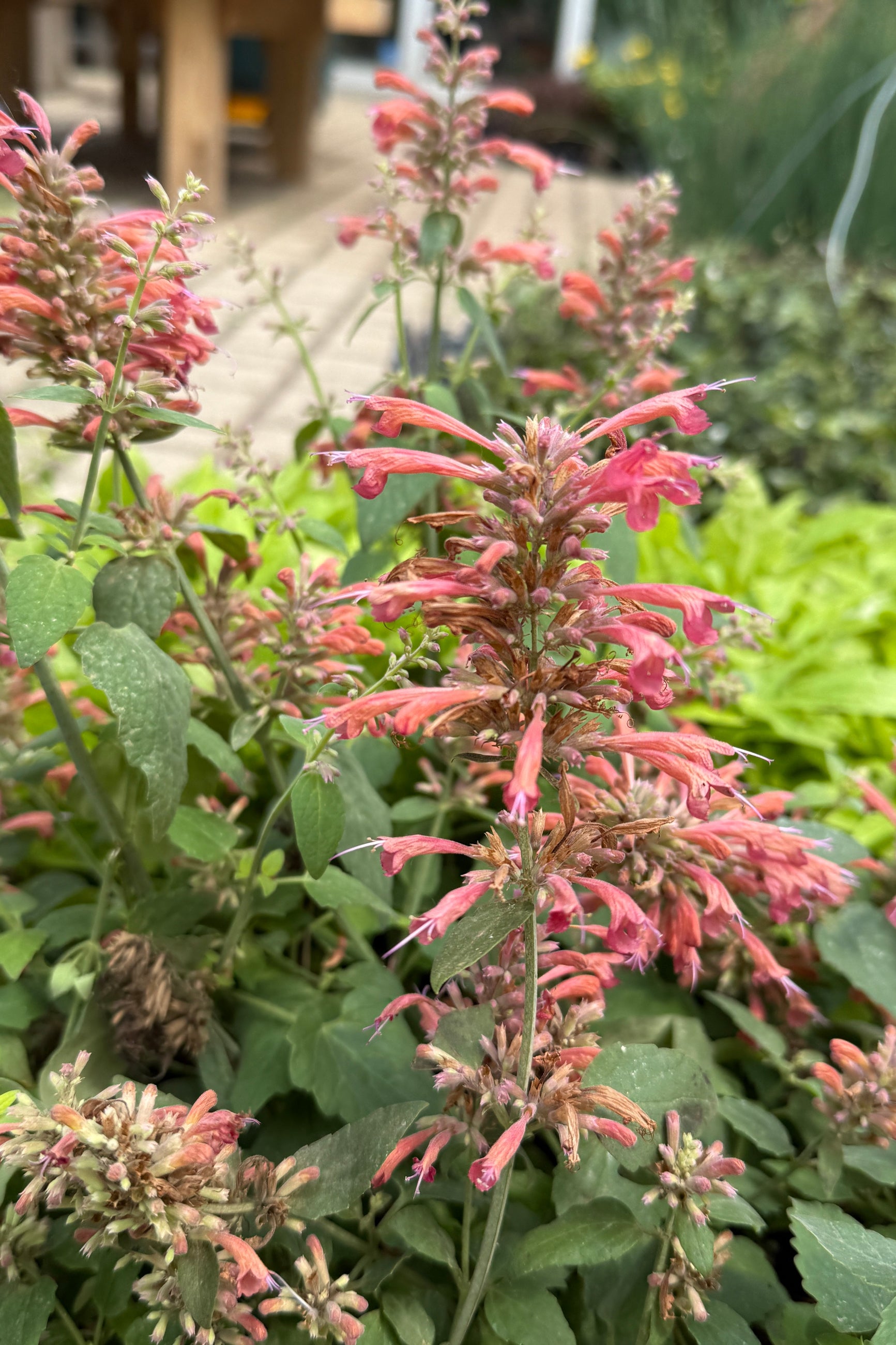 Agastache 'Guava Lava' in bloom and up close with its salmon colored flowers in June ©Sprout Home
