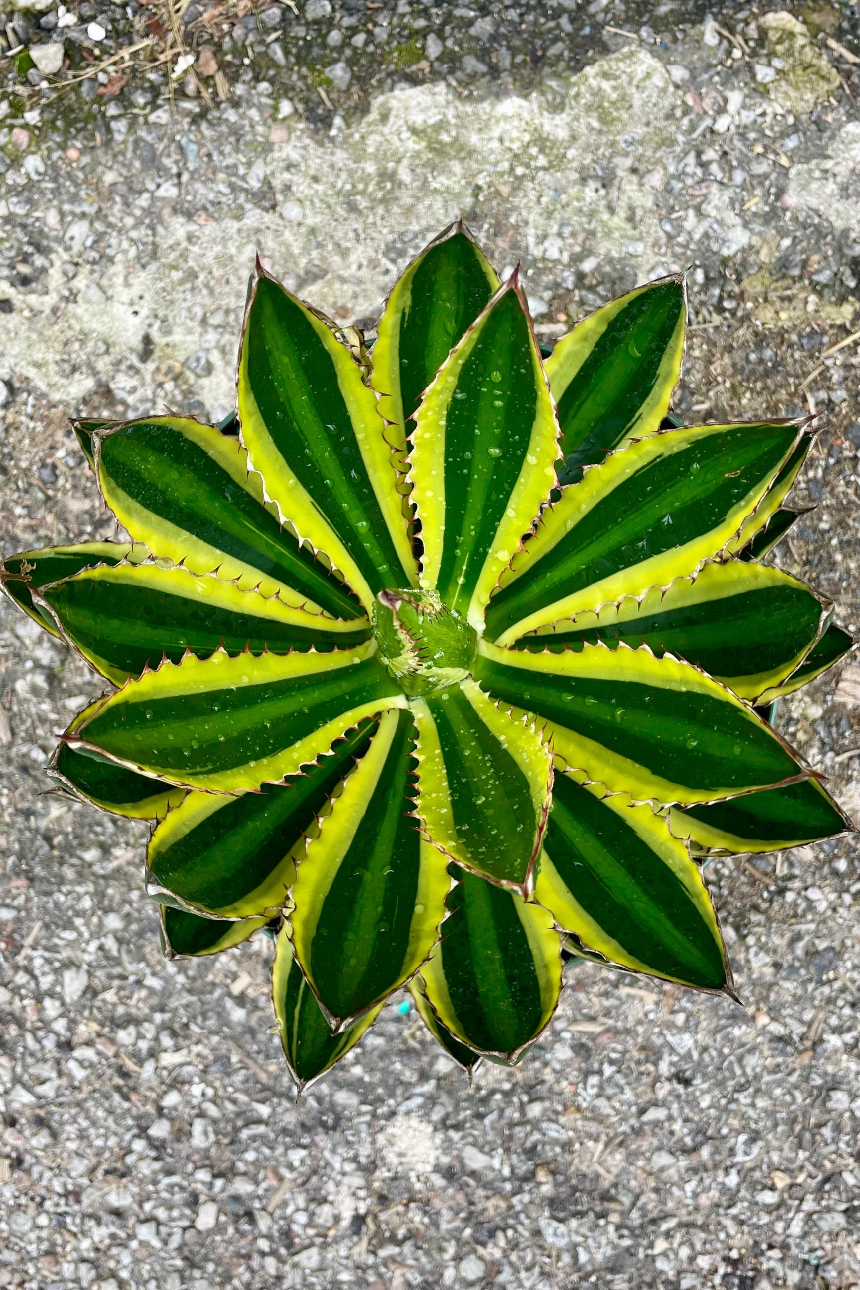 Close up of Agave Lurida Quadricolor with dark green leaves and a light green stiripe in the center and yellow margins against grey background ©Sprout Home
