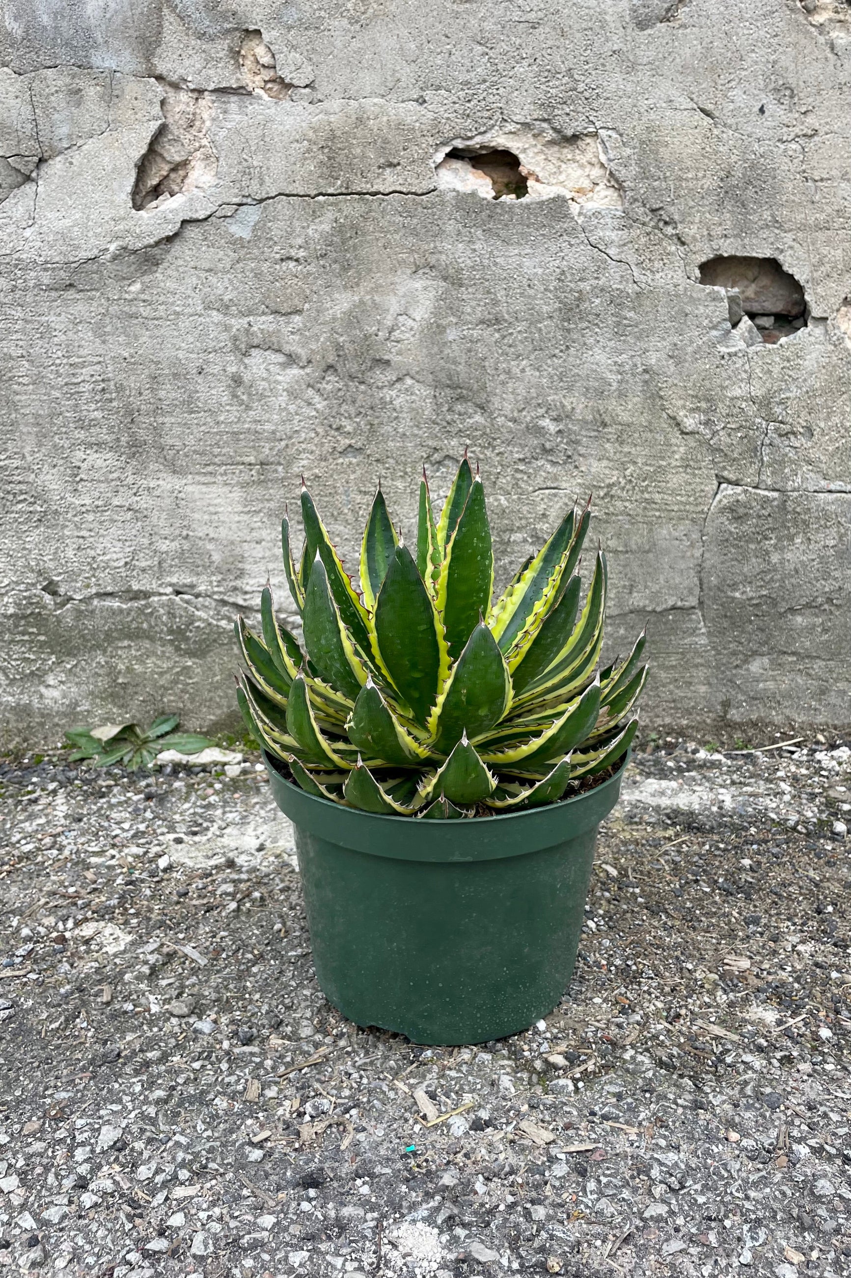 Side view of Agave Lurida Quadricolor with dark green leaves and a light green stiripe in the center and yellow margins against grey background ©Sprout Home