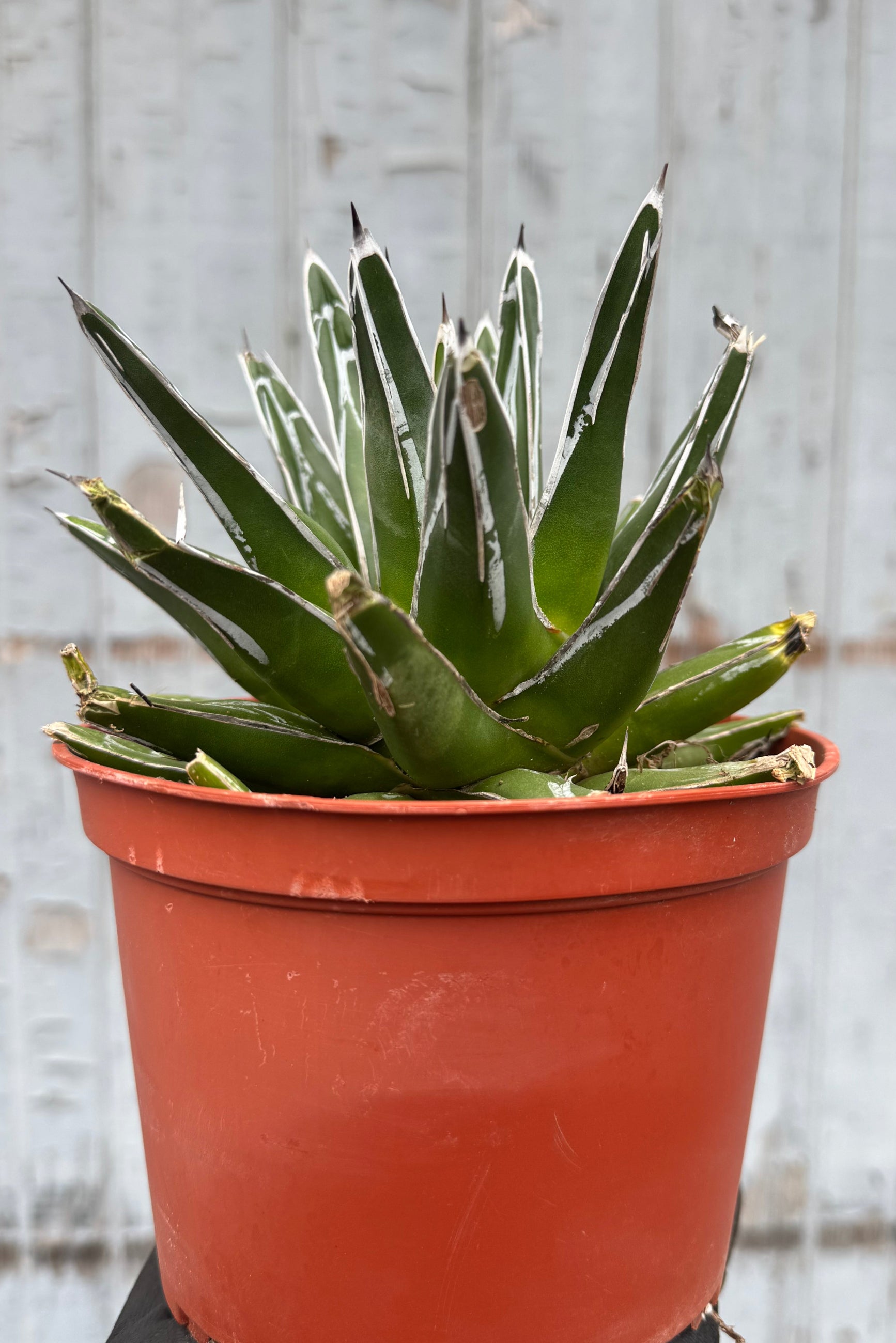 Photo of a succulent with angled upright green leaves with a white edge. The plant is Agave victoriae-reginae in an orange pot shown in front of a gray wall. ©Sprout Home