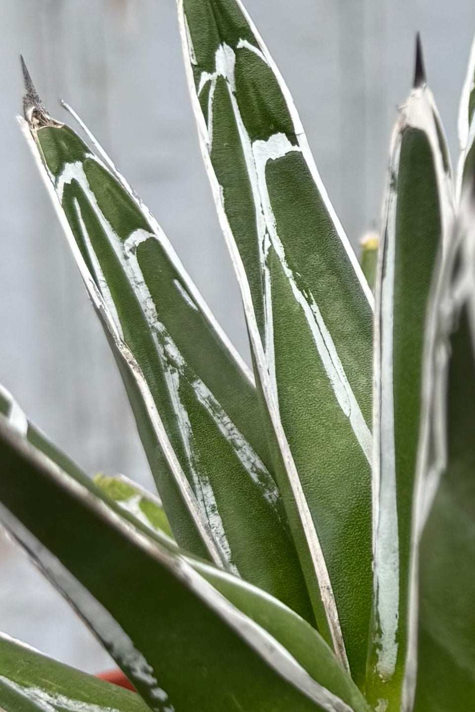 Close photo of green agave leaves with a white margin. The leaves belong to the plant victoriae-reginae shown in front of a gray wall. ©Sprout Home