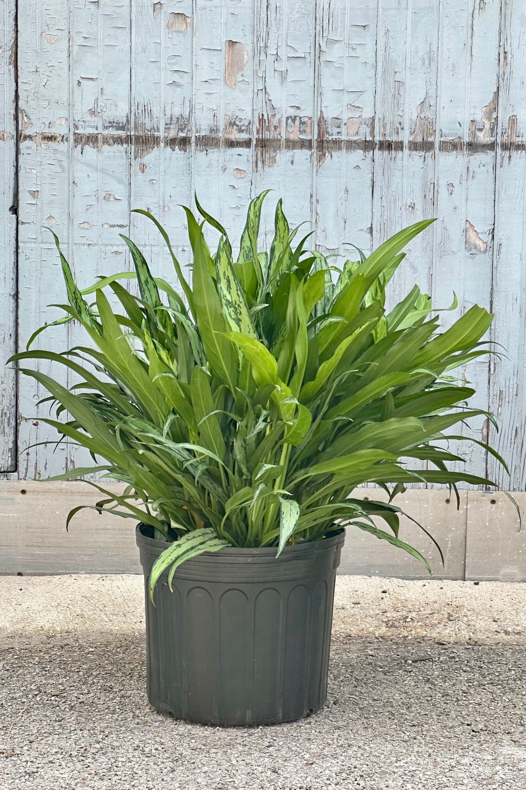 Aglaonema 'Cutlass' in a 14" growers pot against a grey wood wall at sprout home. ©Sprout Home