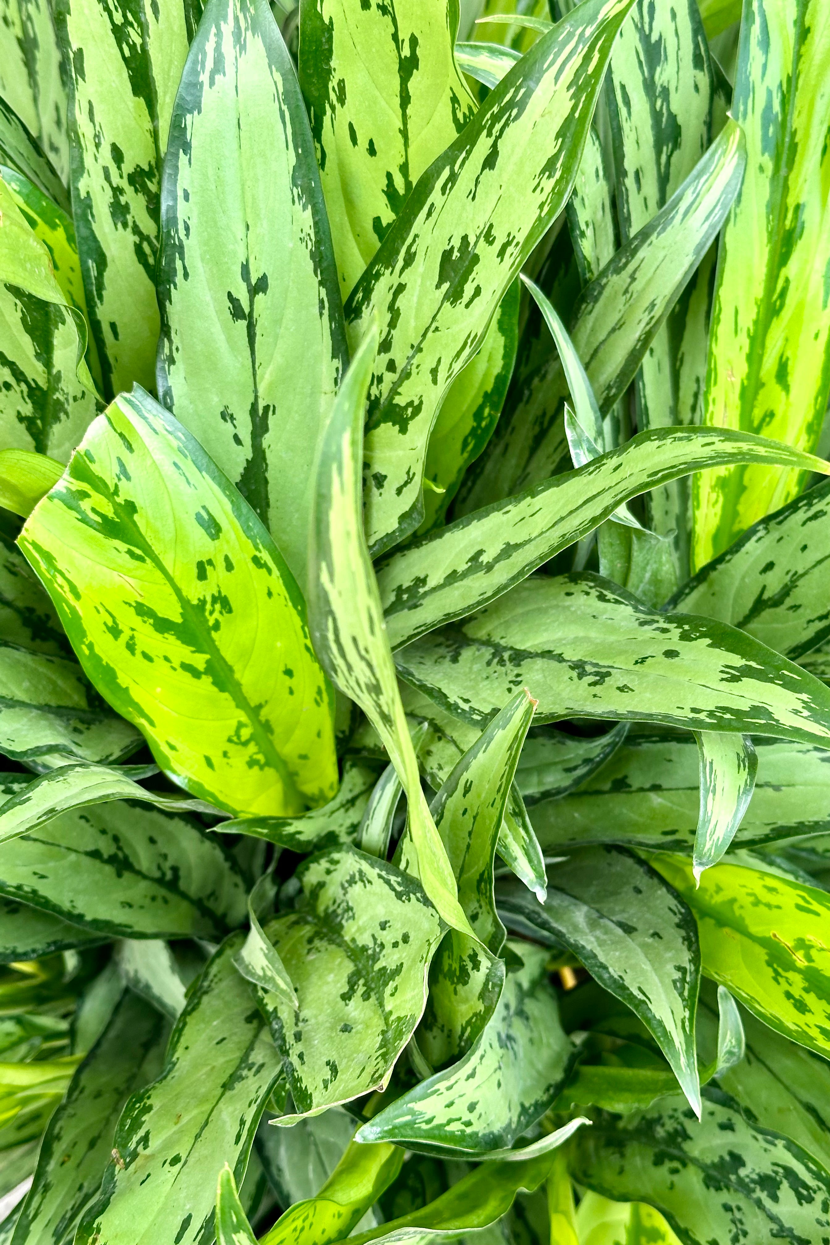 An up close image of the Aglaonema 'Cutlass' whooping its green and mind colored leaves.