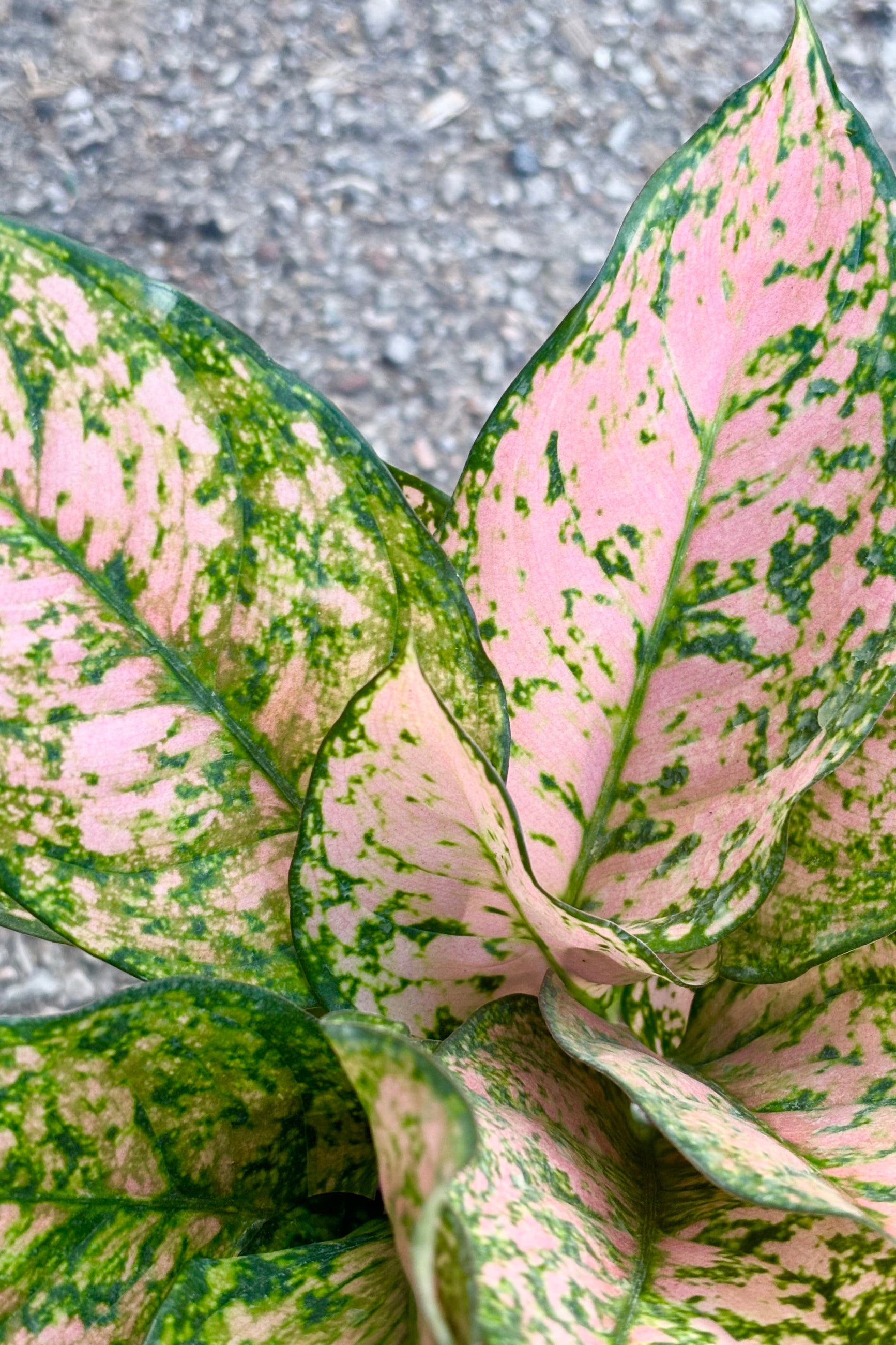 Close up of Aglaonema 'Etta Rose' featuring light pink and green mottled leaves against cement background at Sprout Home. ©Sprout Home