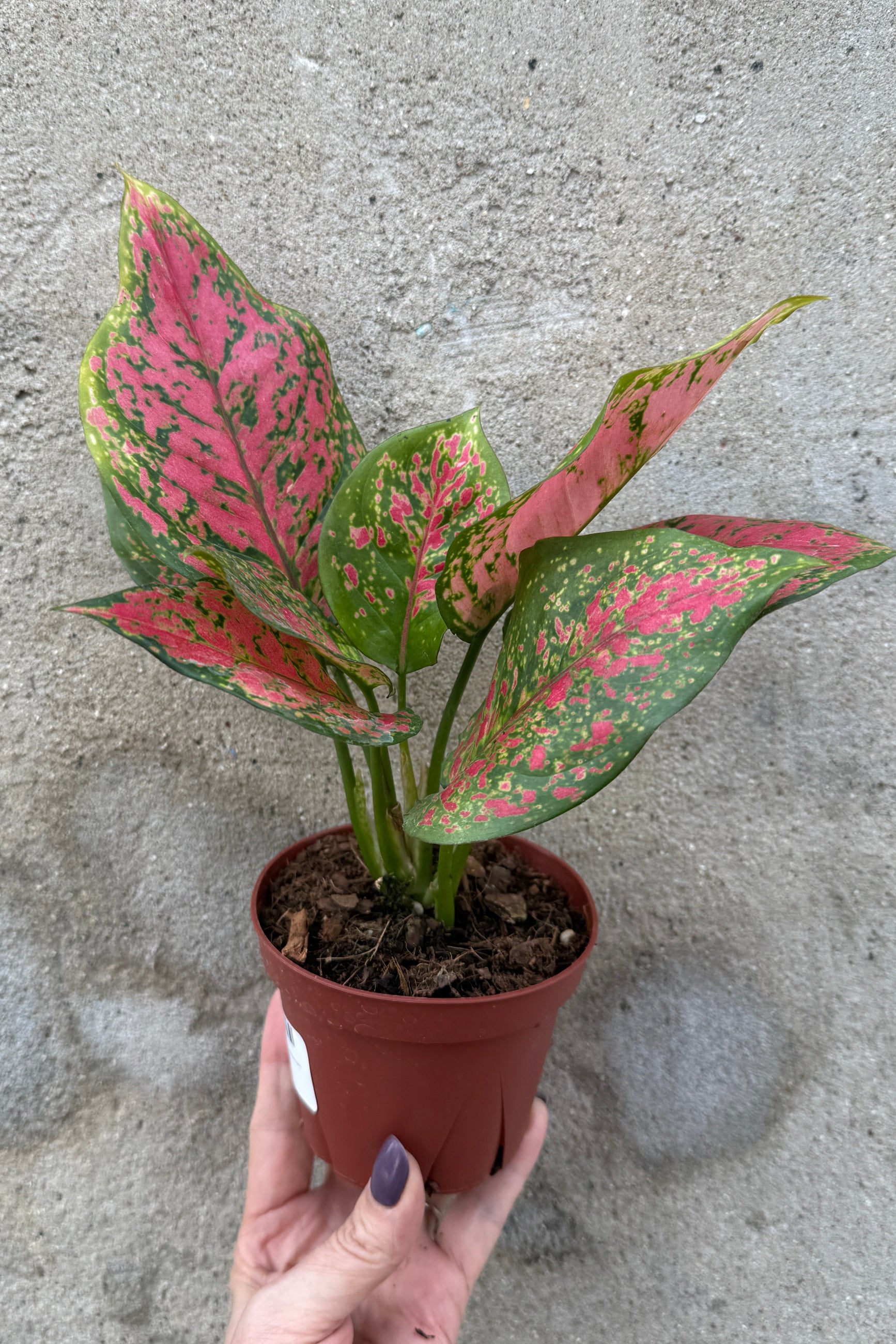 Potted Aglaonema 'Kumkoon' in a 4" growers pot with pink and green leaves held by a hand against a concrete background ©Sprout Home