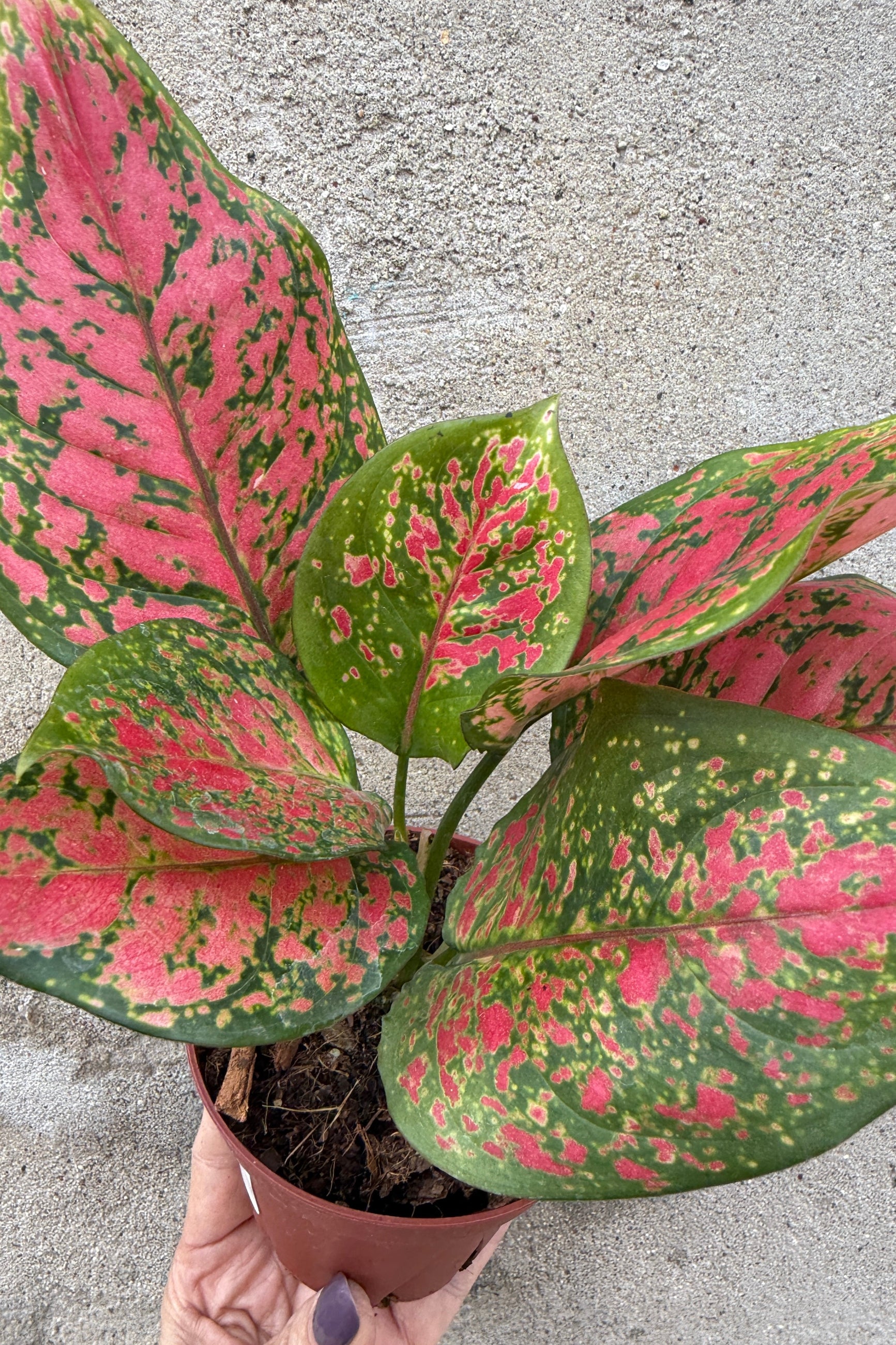 Potted Aglaonema 'Kumkoon' 4" plant with pink and green leaves on a concrete surface ©Sprout Home