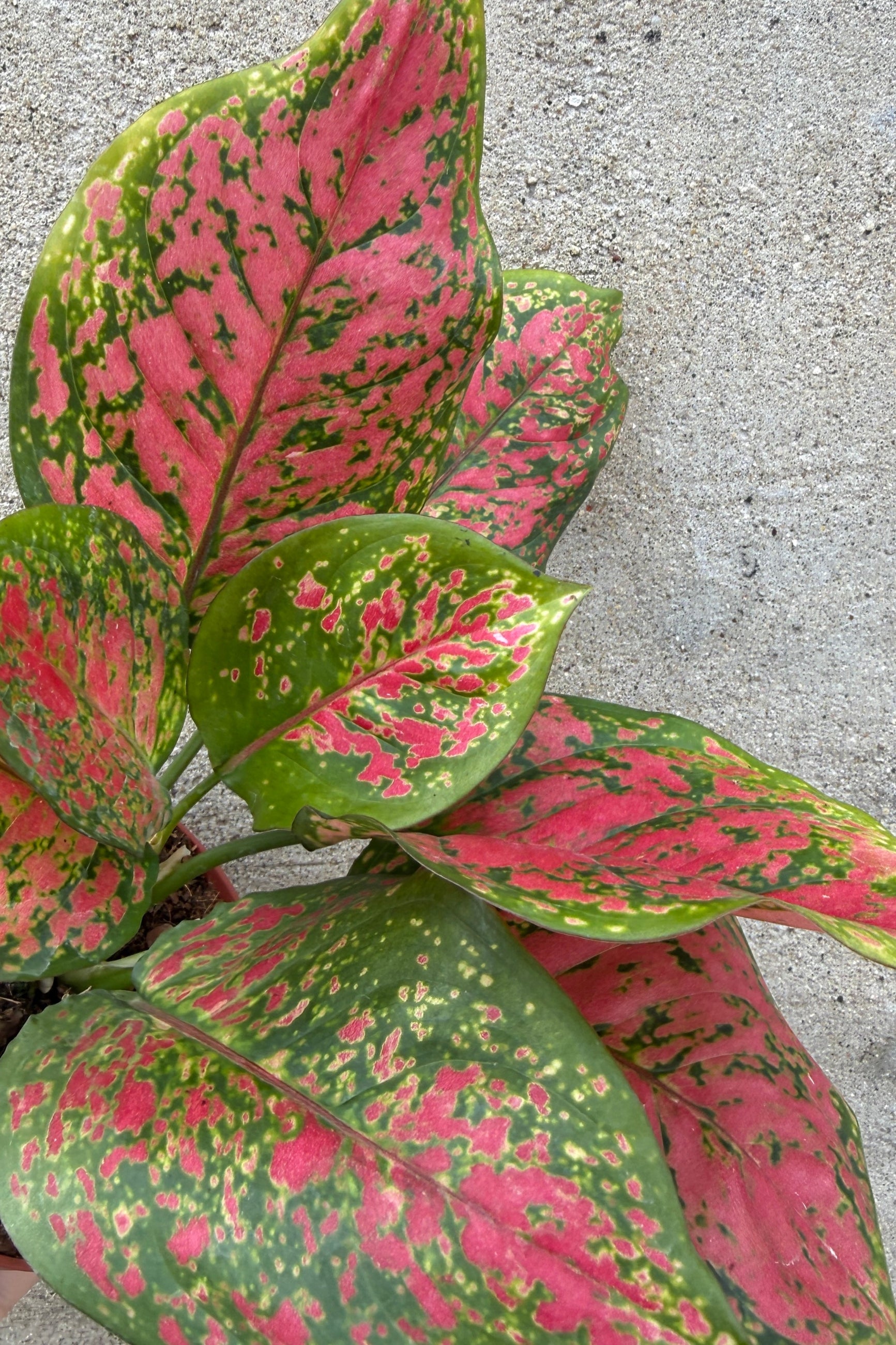 Aglaonema 'Kumkoon' plant with pink and green leaves up close on a concrete surface ©Sprout Home