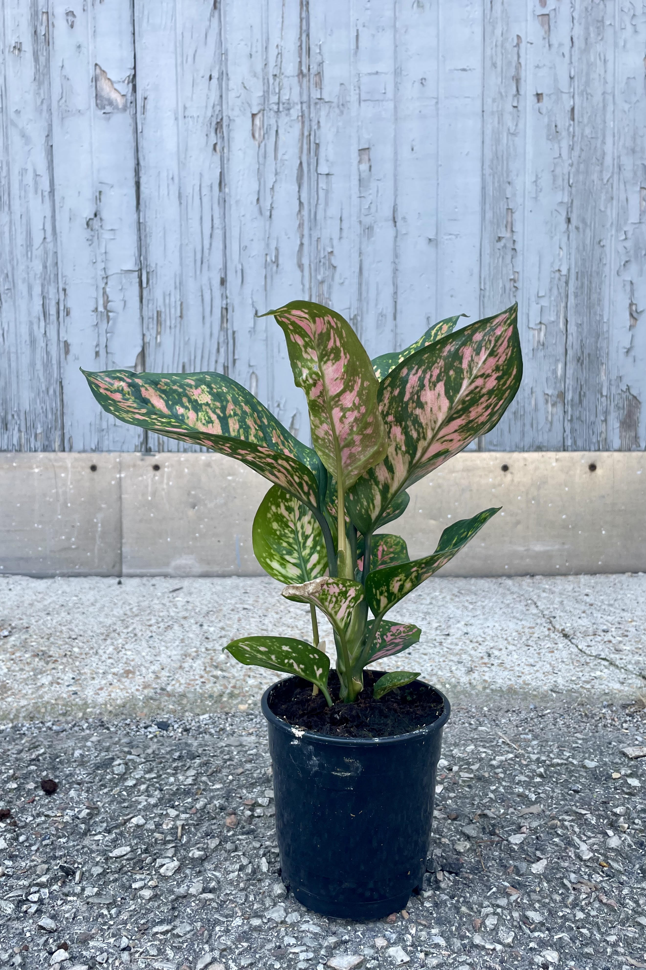Photo of Aglaonema 'Lady Valentine' plant in a black pot against a gray wall. The plant has broad pink and green leaves and is shown in a black pot sitting on a concrete surface.