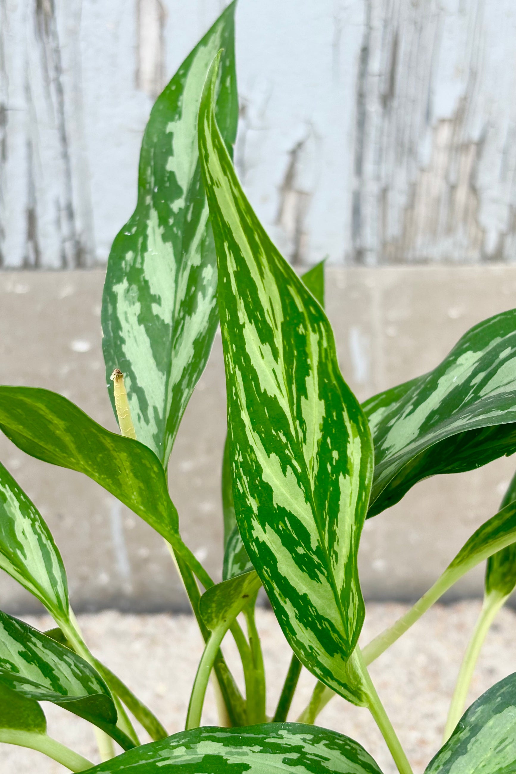Detail of Aglaonema 'Mondo Bay' upright spear shaped light green leaves with dark green stripes against grey background ©Sprout Home