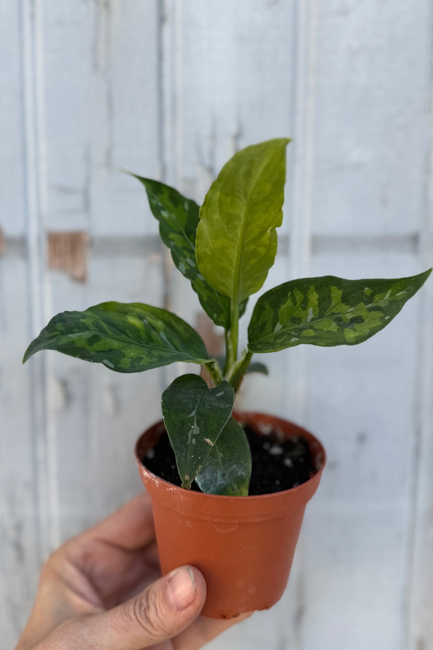 Aglaonema pictum 'Tri-Color' in a 3" growers pot showing the colorations on the leaves being held in hand ©Sprout Home