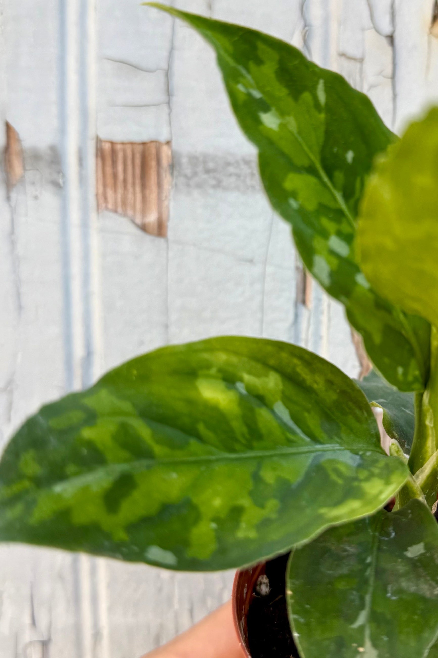 Aglaonema pictum 'Tri-Color' detail up close showing the colorations on the leaves ©Sprout Home