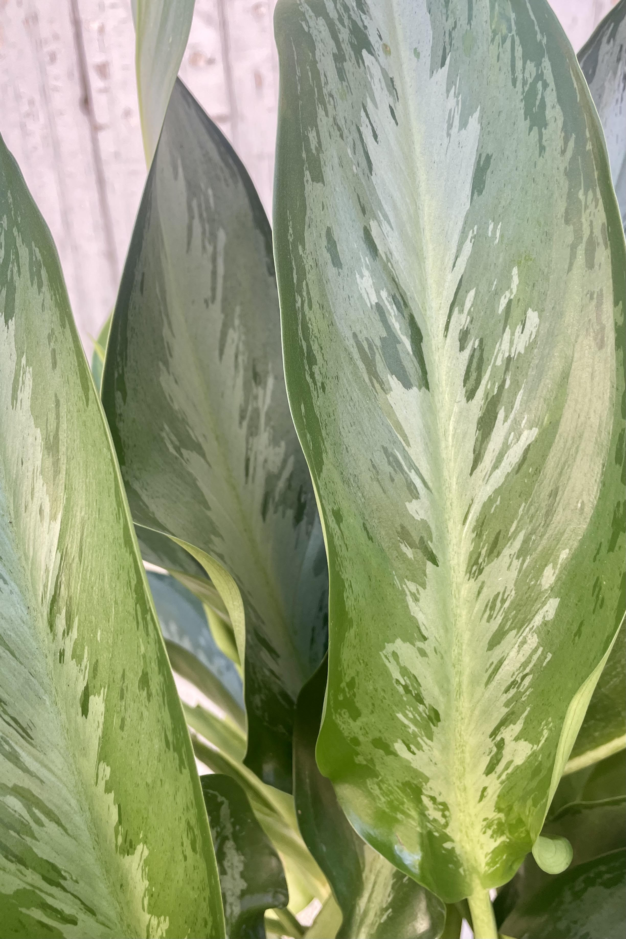 A detailed look at the Aglaonema 'Silverado' leaves which are dark green mottled with varying shades of green and silver.