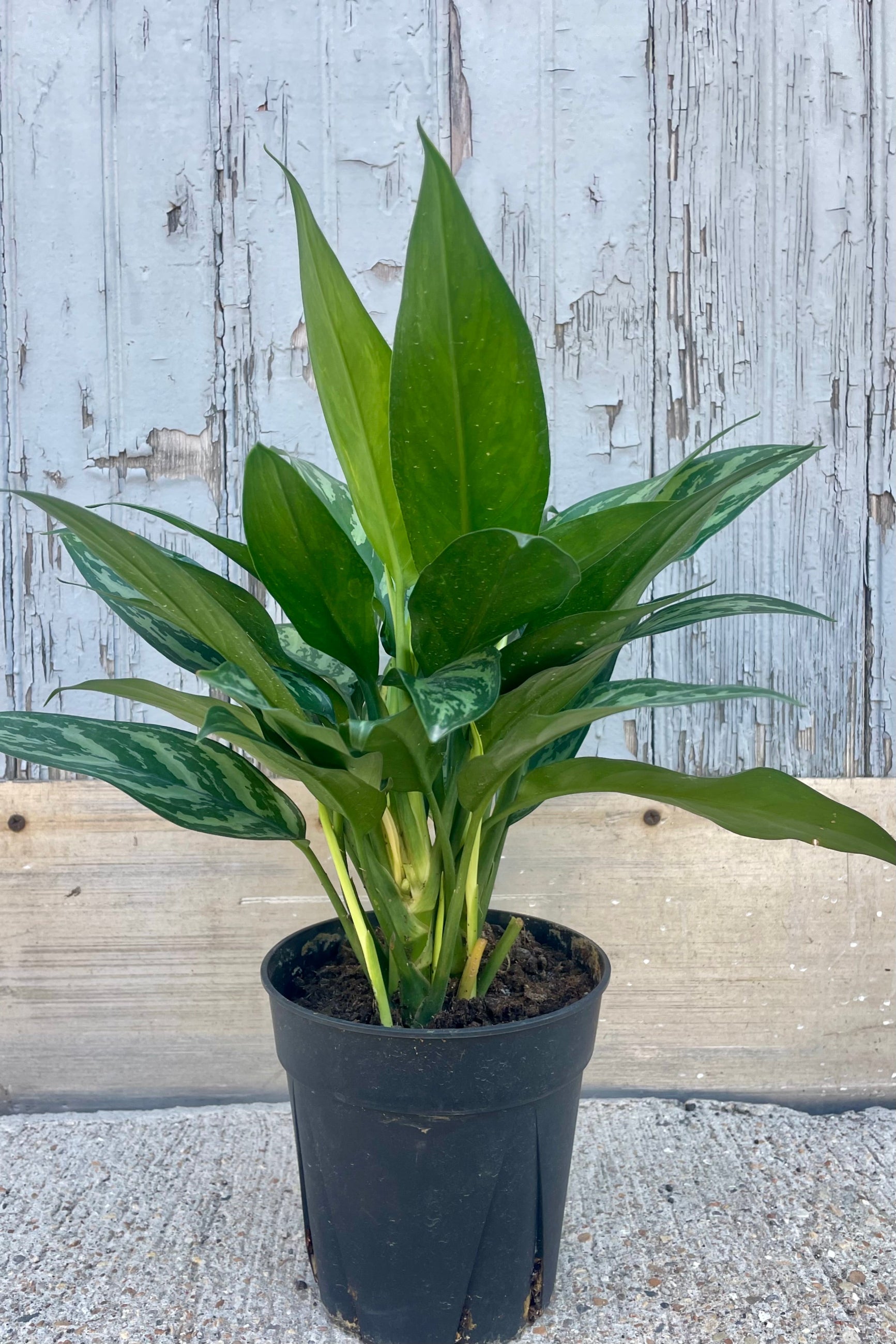 A potted plant with wide green leaves in front of a wooden wall ©Sprout Home