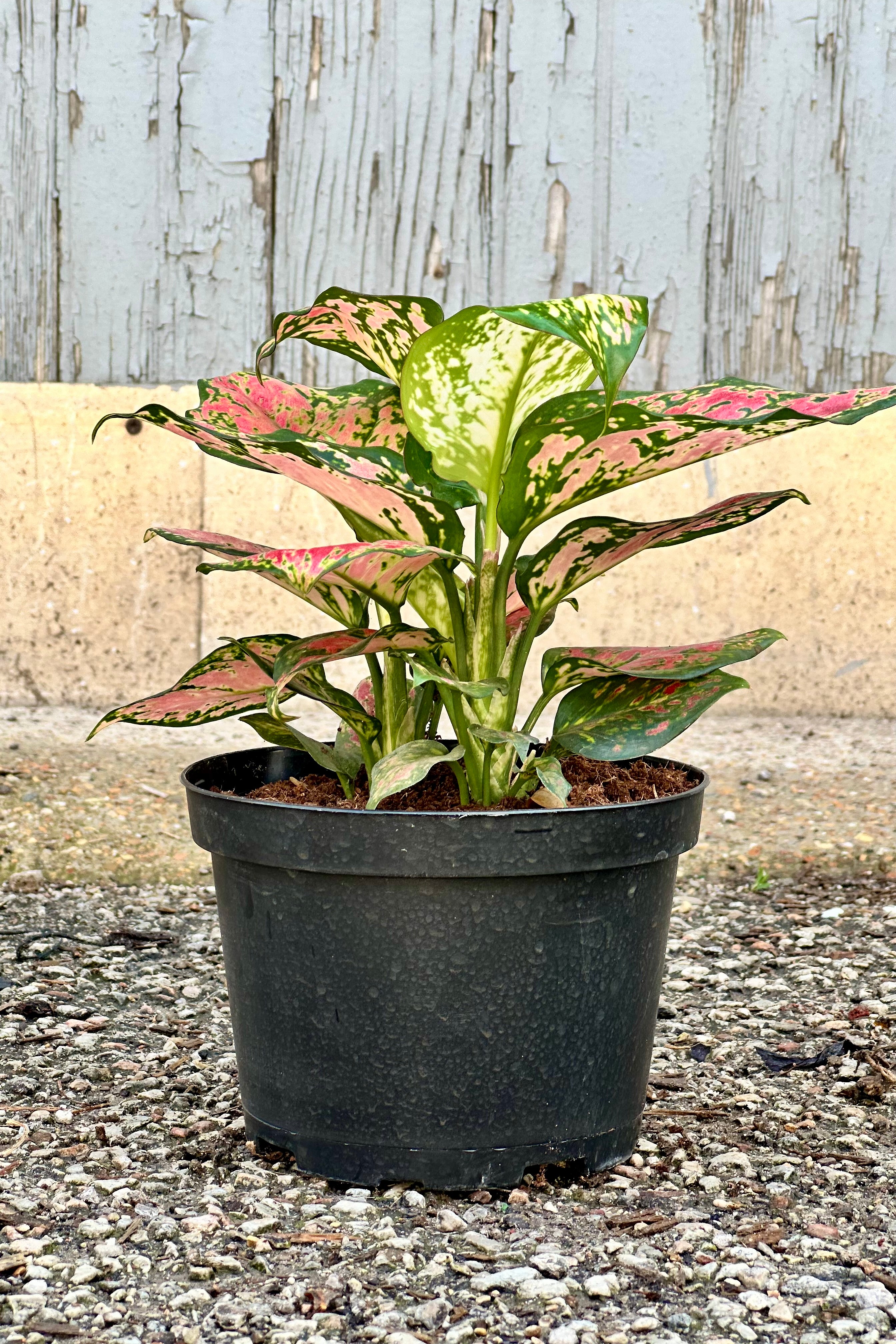 Aglaonema 'Very Red' in a #6 growers pot at eye level in front of a wood wall.