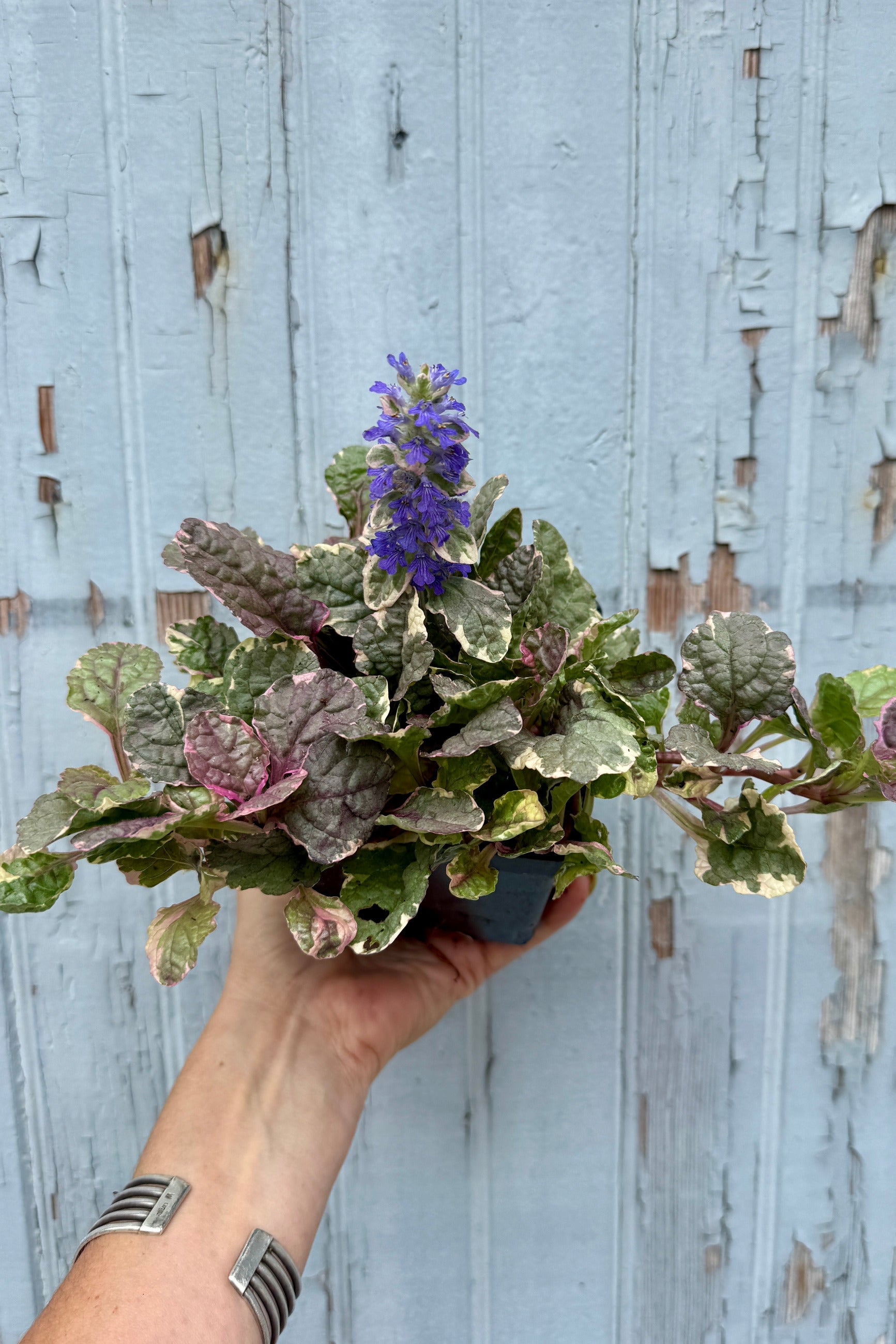 Ajuga 'Burgundy Glow' in a 1qt growers pot in bloom the beginning of July being held against a blue gray wood wall ©Sprout Home