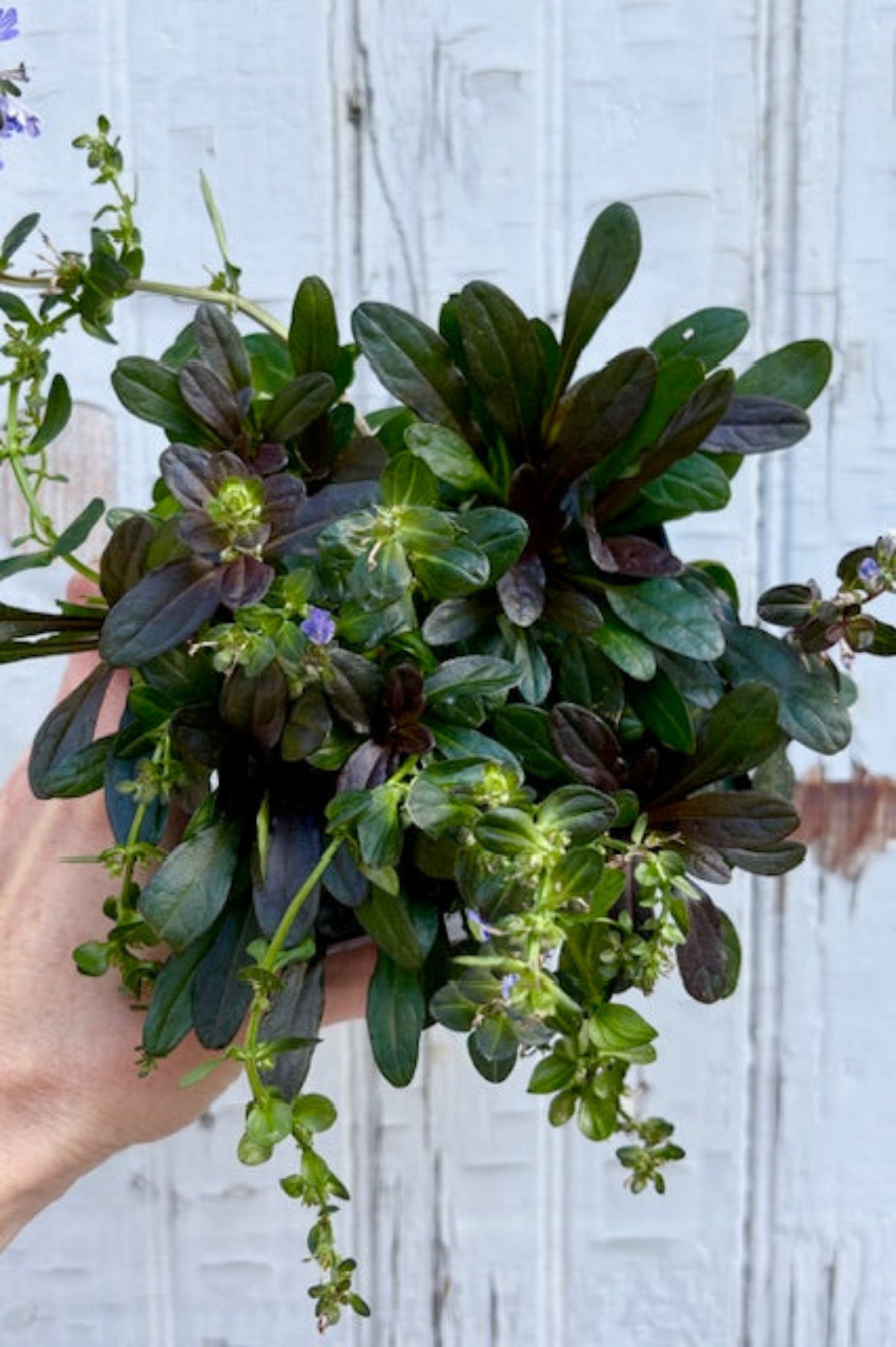 Hand holding a quart size pot of Ajuga 'Chocolate Chip' with dark purple and green oblong leaves and small purple flowers against a grey wall ©Sprout Home