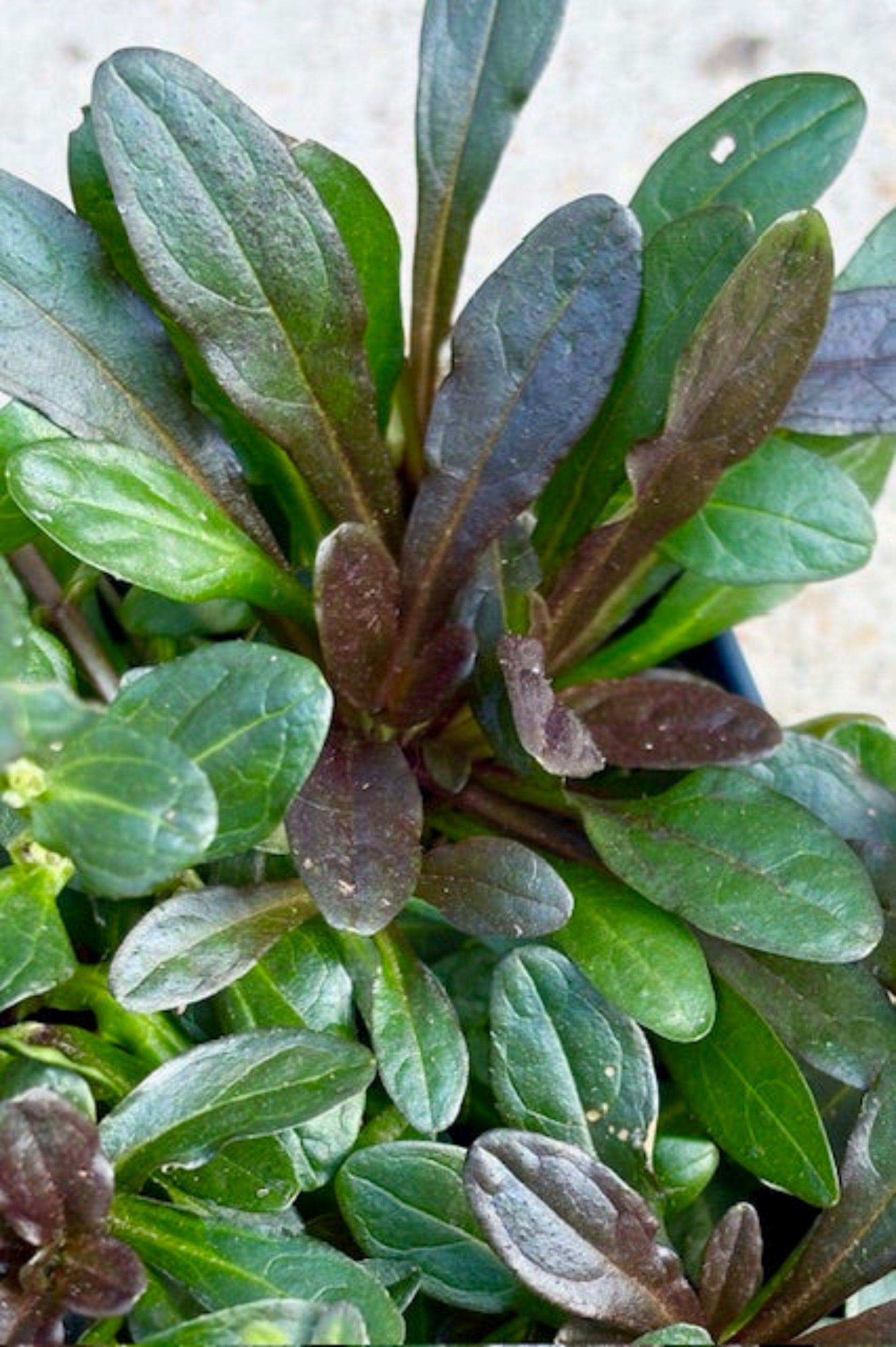 Close-up of a Ajuga 'Chocolate Chip' plant with small green and purple leaves oblong leaves ©Sprout Home