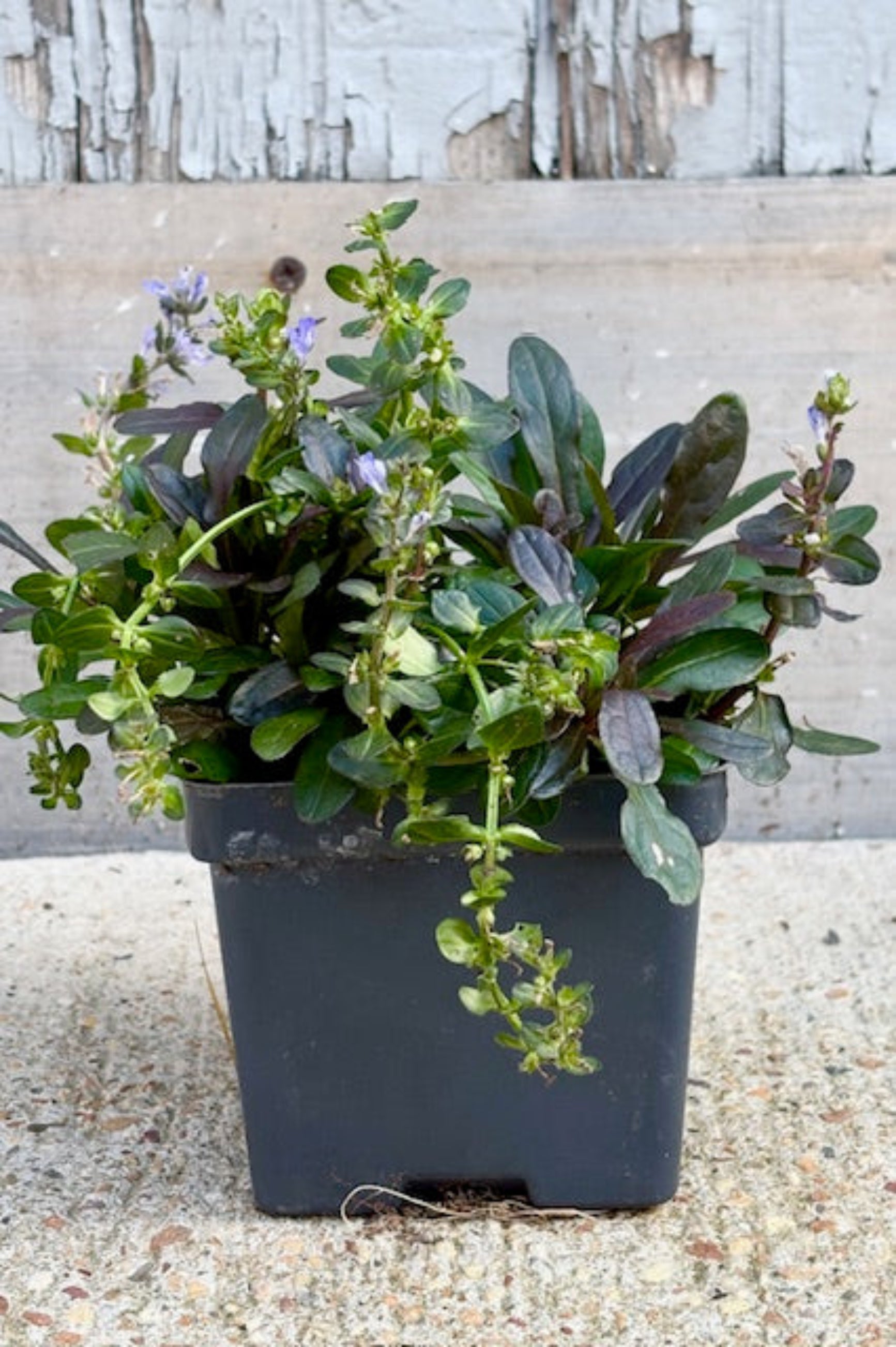 Ajuga 'Chocolate Chip' plant with green and purple leaves oblong leaves against a grey wall ©Sprout Home