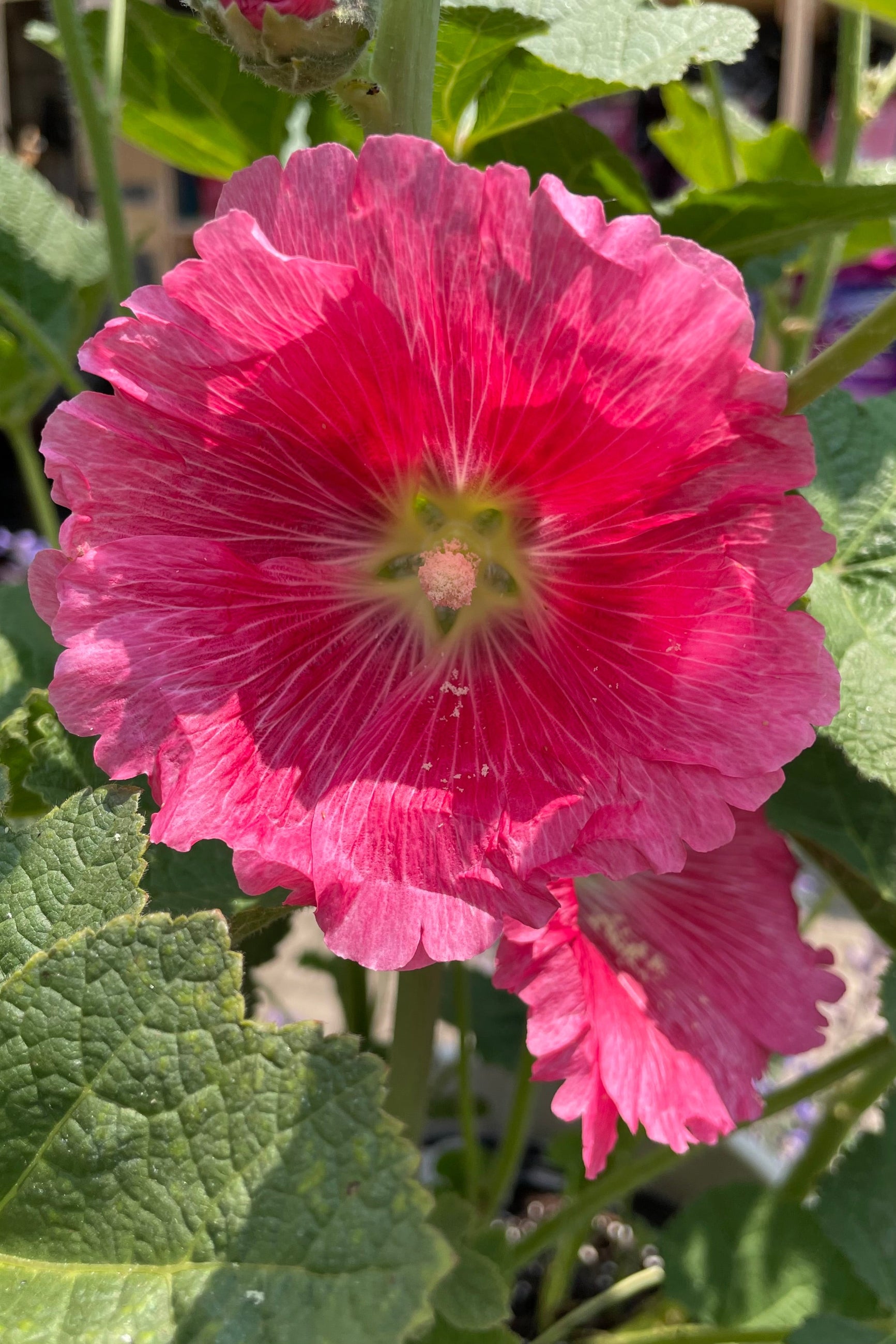 The sweet pink bloom of the Alcea 'Indian Springs' mid June. ©Sprout Home