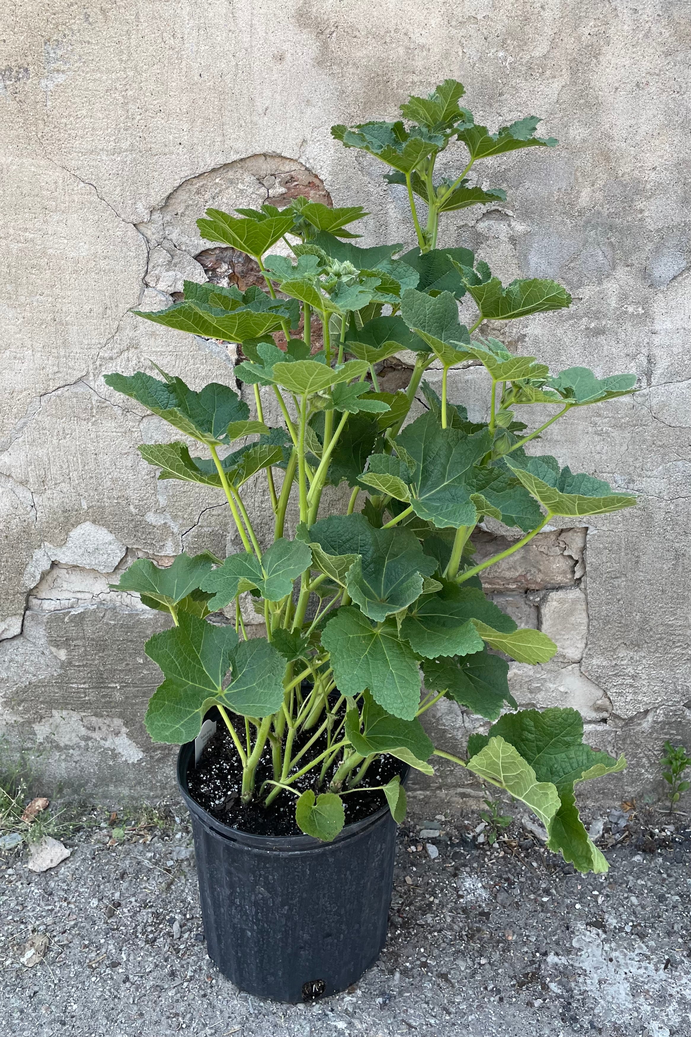 Alcea 'Indian Spring' in a #3 growers pot the beginning of June with its dark palm like leaves and buds before flowering.