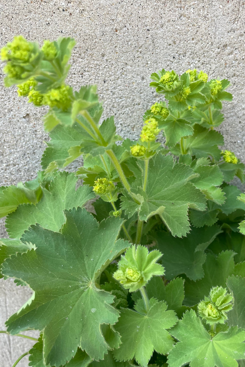 Alchemilla 'Thriller' just starting to bloom the middle/end of May with its yellow sweet flowers above soft foliage. 