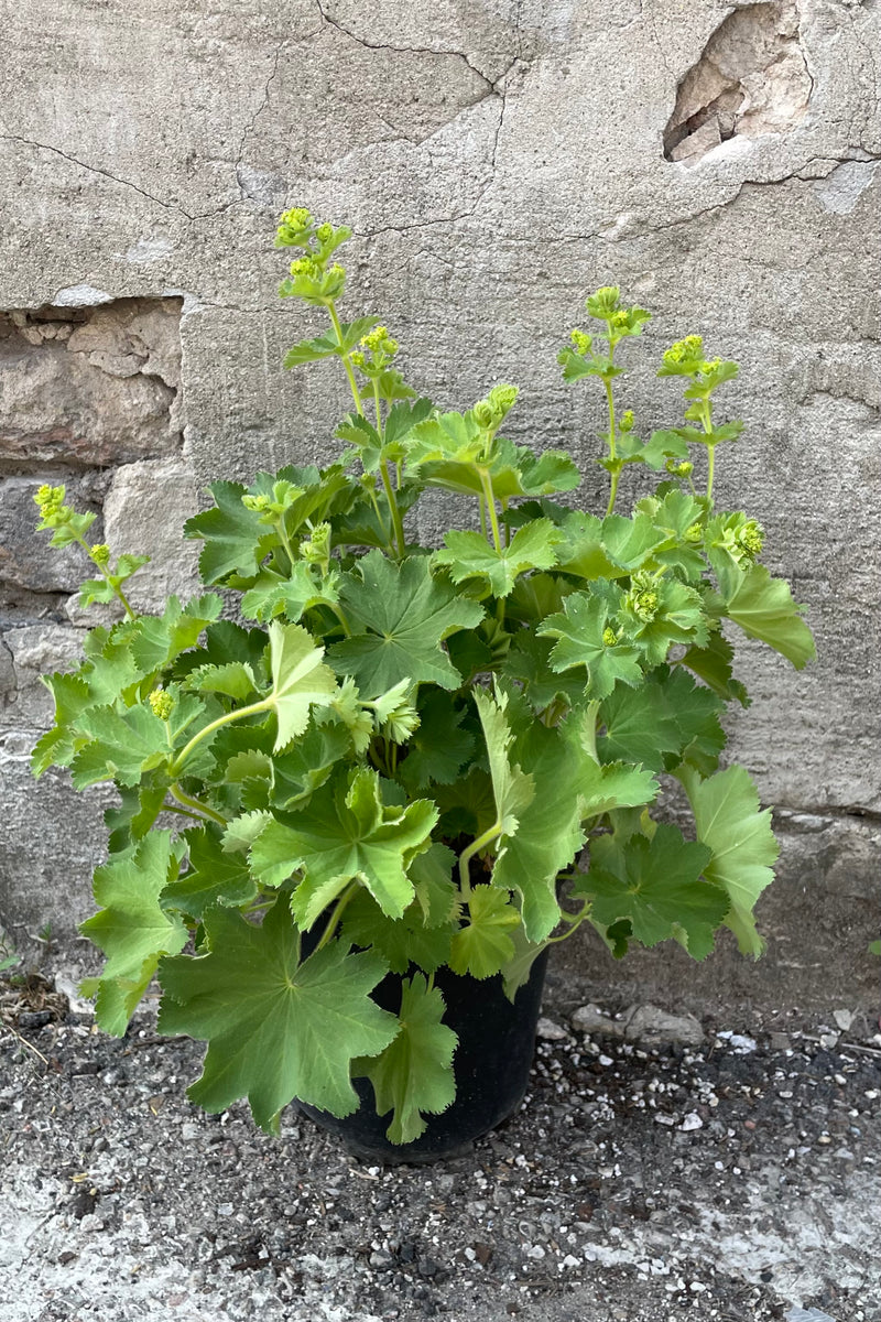 Alchemilla 'Thriller' in a #1 growers pot just starting to bloom with its yellow flowers above soft foliage the middle/end of May