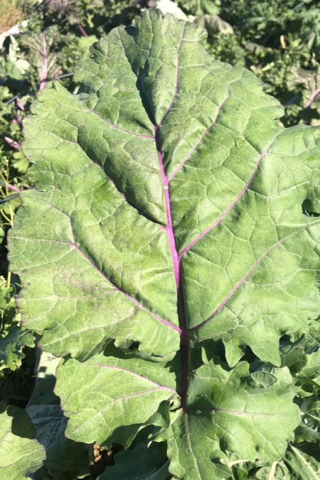 Kale 'All Stars' leaves from the art pack by Hudson Valley Seed Library ©Hudson Valley Seed Co.