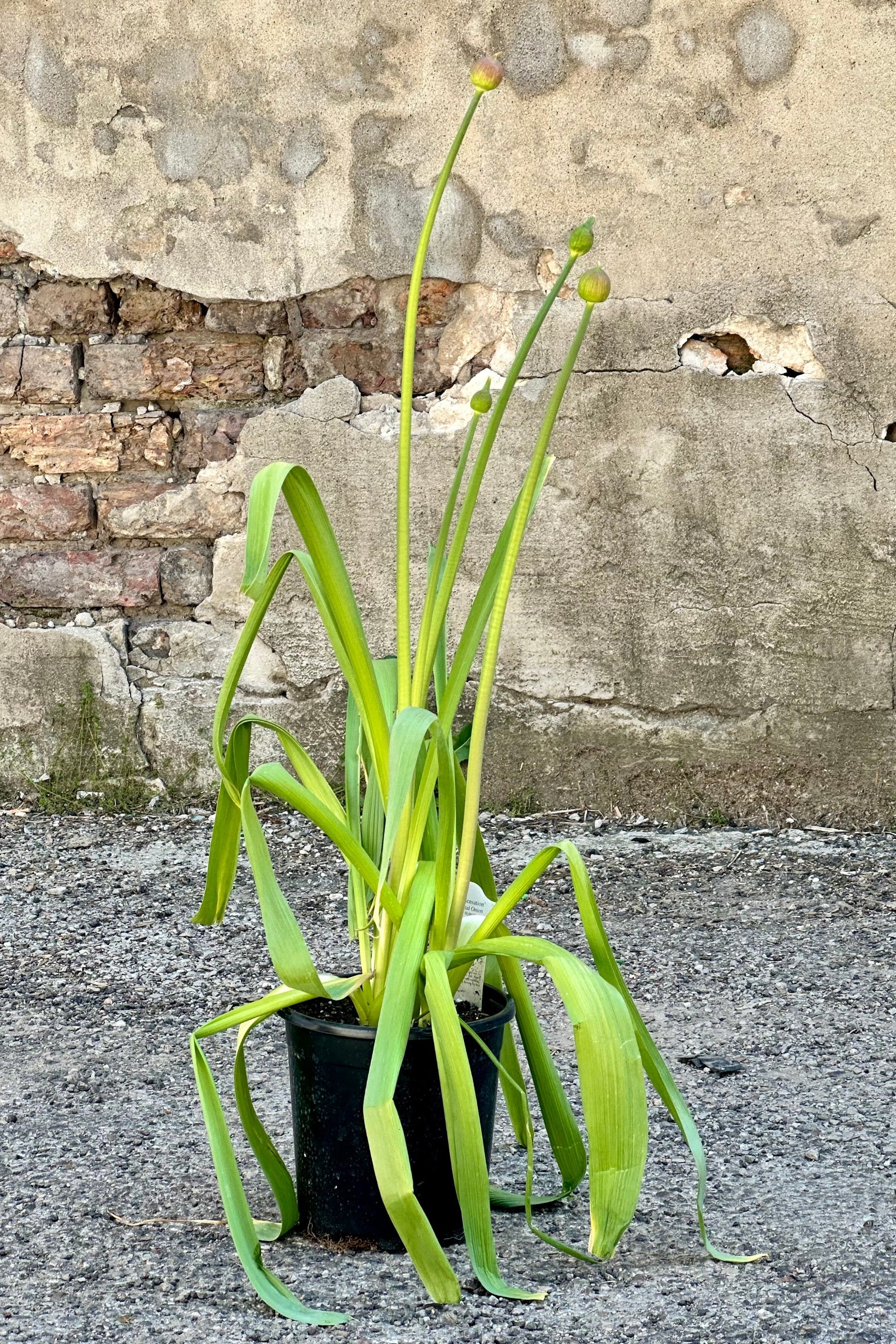 Allium 'Purple Sensation' in a #1 growers pot with its flowers rising from the scrappy foliage about to bloom. ©Sprout Home
