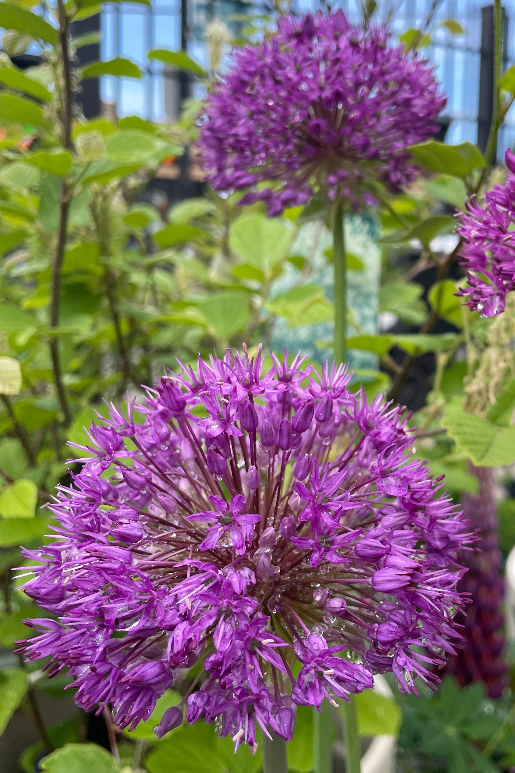 The full bright royal purple pom pom like blooms of the Allium 'Purple Sensation' the very beginning of May in the Sprout Home yard. ©Sprout Home