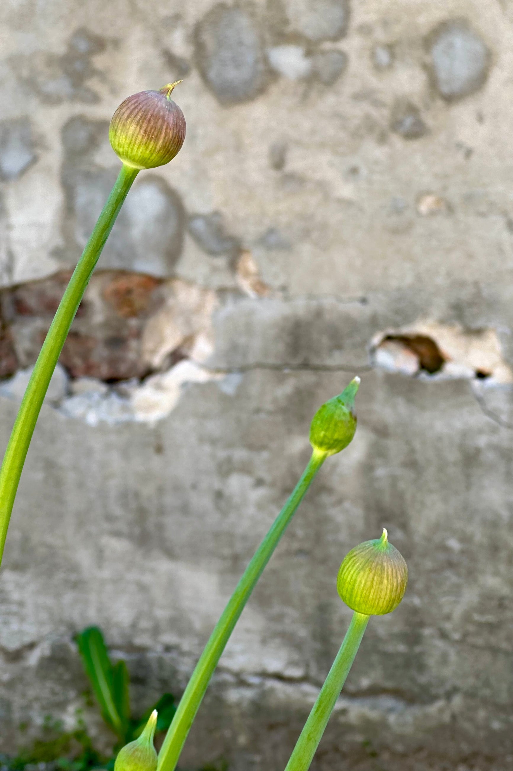 Allium 'Purple Sensation' flower buds about to open the end of April at Sprout Home.©Sprout Home