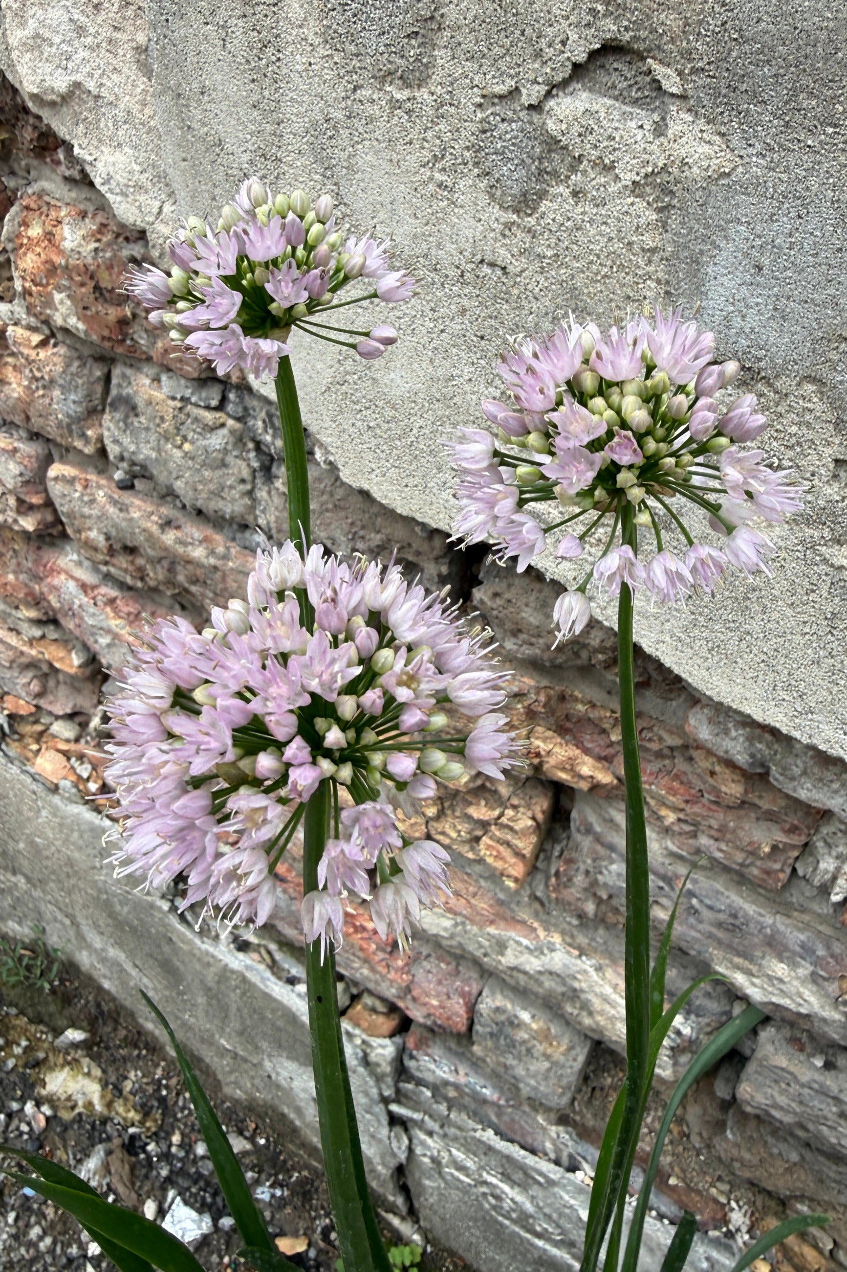 Allium s. 'Summer Beauty' light purple blooms the beginning of July ©Sprout Home