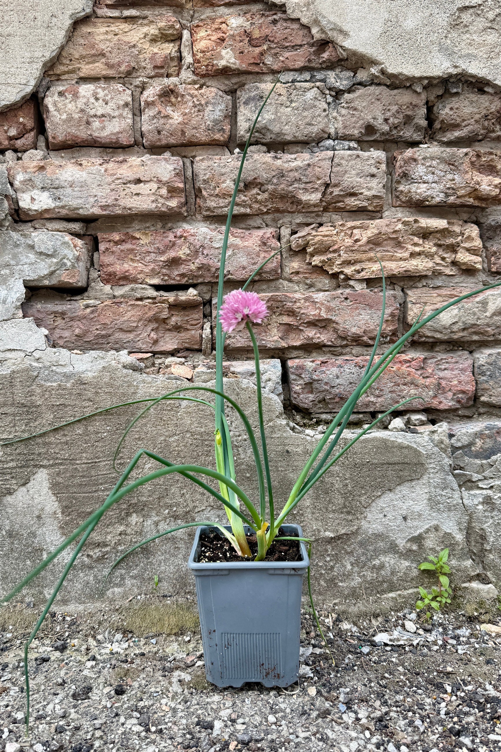 Allium s. 'Forescate' blooming mid may in a 1qt against a stone wall. ©Sprout Home