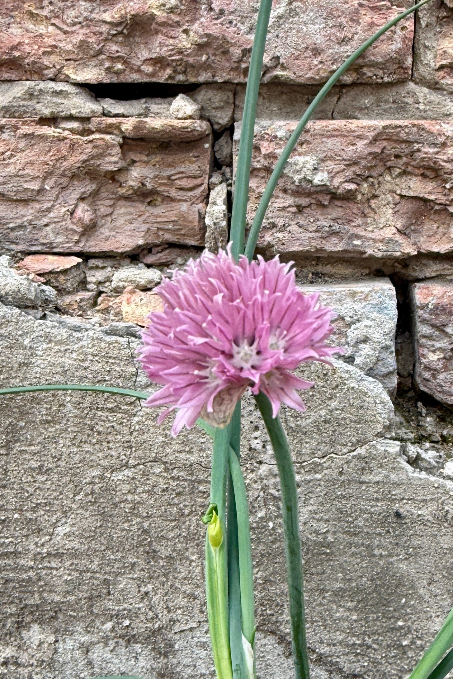 Allium s. 'Forescate' Pink flower with green leaves against a stone wall background the middle of May ©Sprout Home