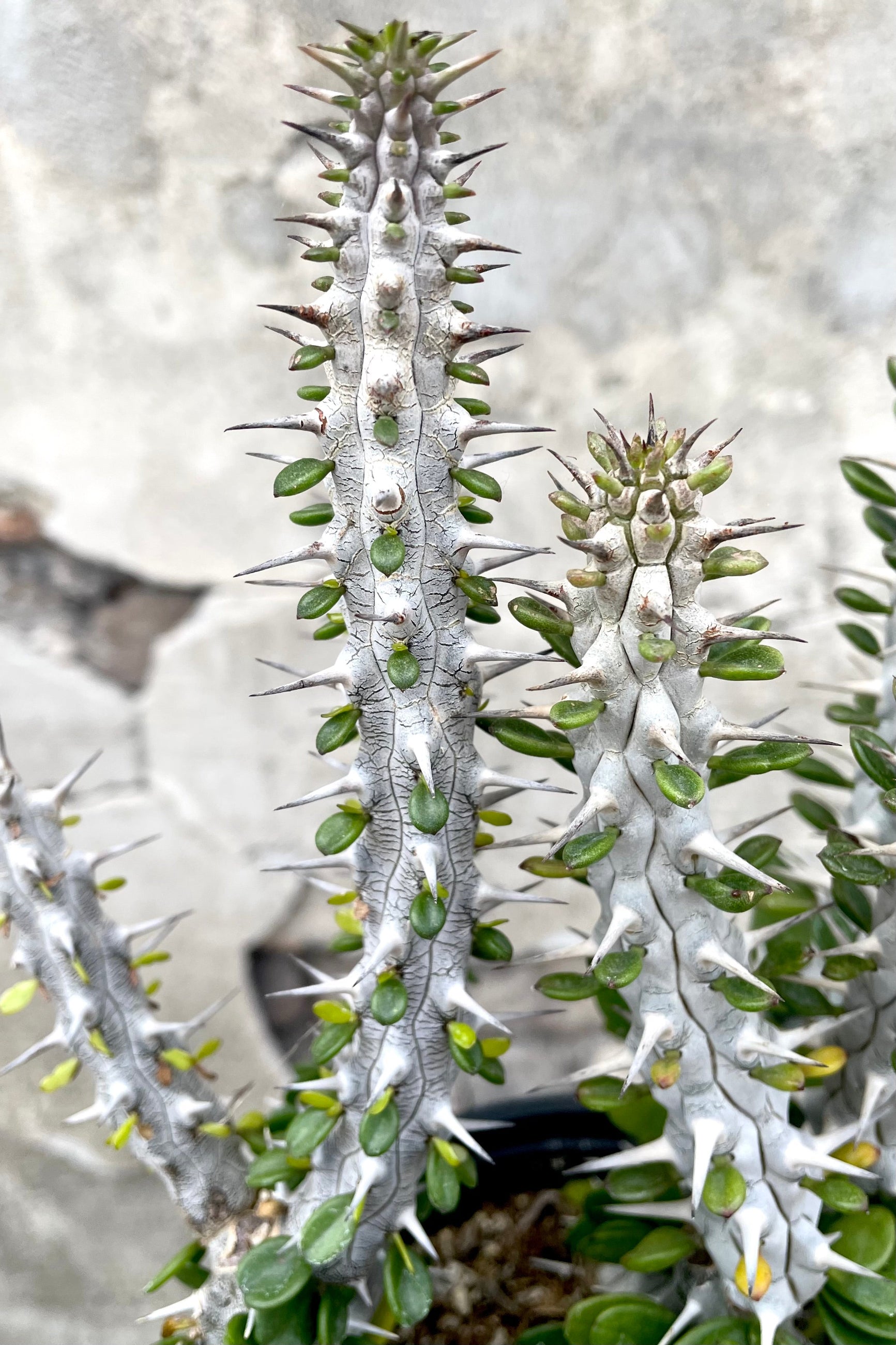 A detailed view of Alluadia Procera "Madagascar Ocotillo" 1G against concrete backdrop ©Sprout Home