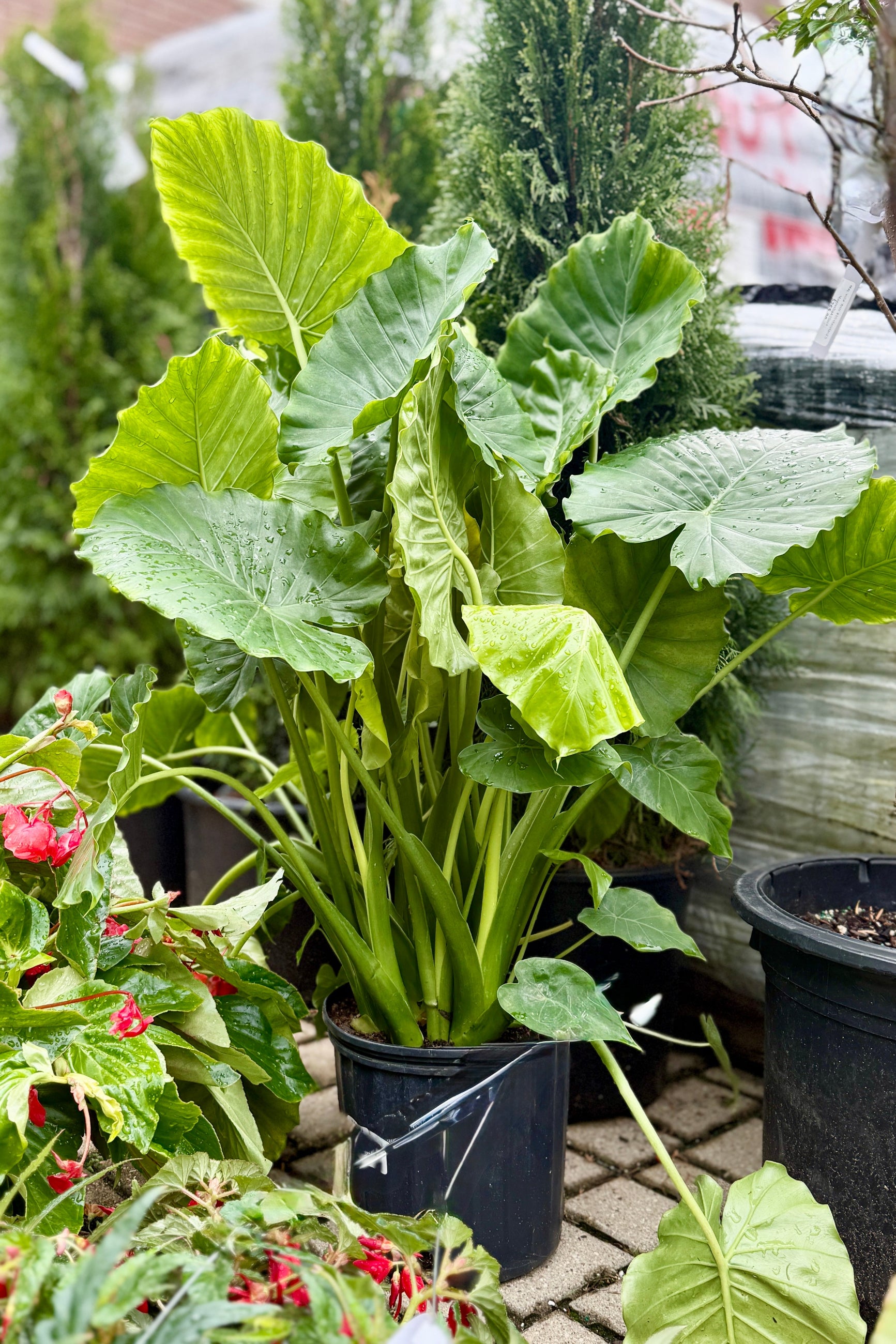 Alocasia 'California' in a 10" growers pot in the Sprout Home yard ©Sprout Home