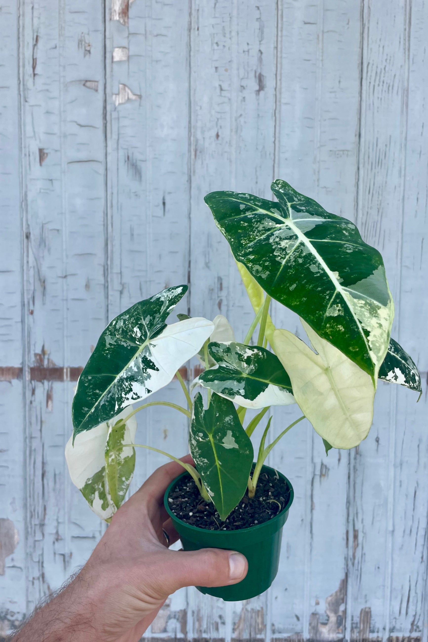Photo of a hand holding a potted plant in front of a wooden wall. The leaves are green and white variegated. Alocasia frydek Variegated ©SproutHome