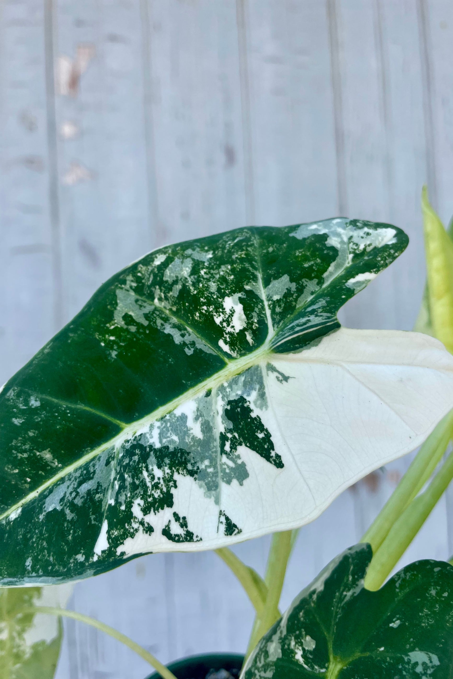 Close-up of a green and white leaf with a blurred wooden background. Variegated Alocasia frydek ©Sprout Home