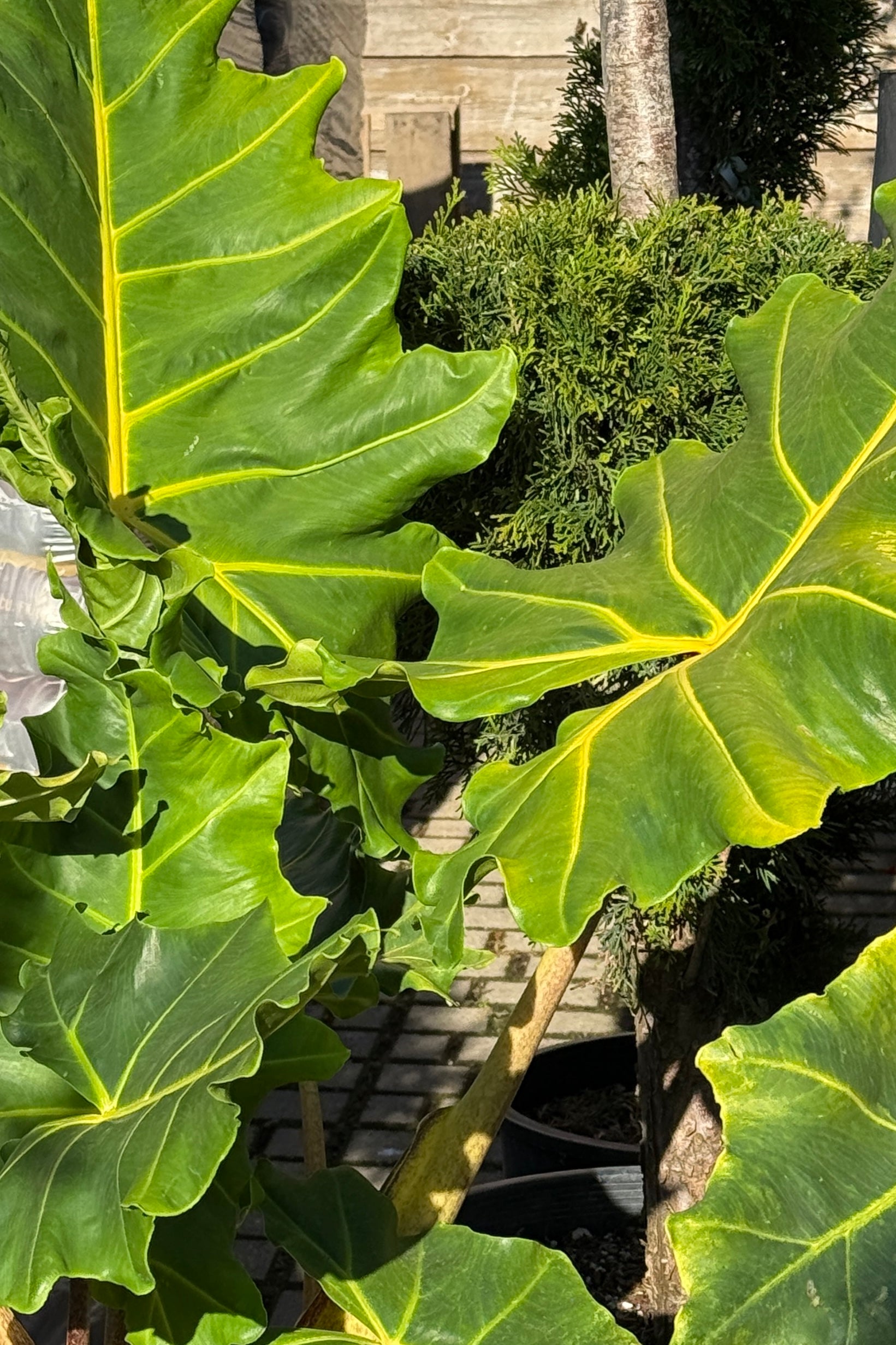 Large green leaves with yellow edges of Alocasia 'Golden Dragon' in front of a stone wall and garden. ©Sprout Home