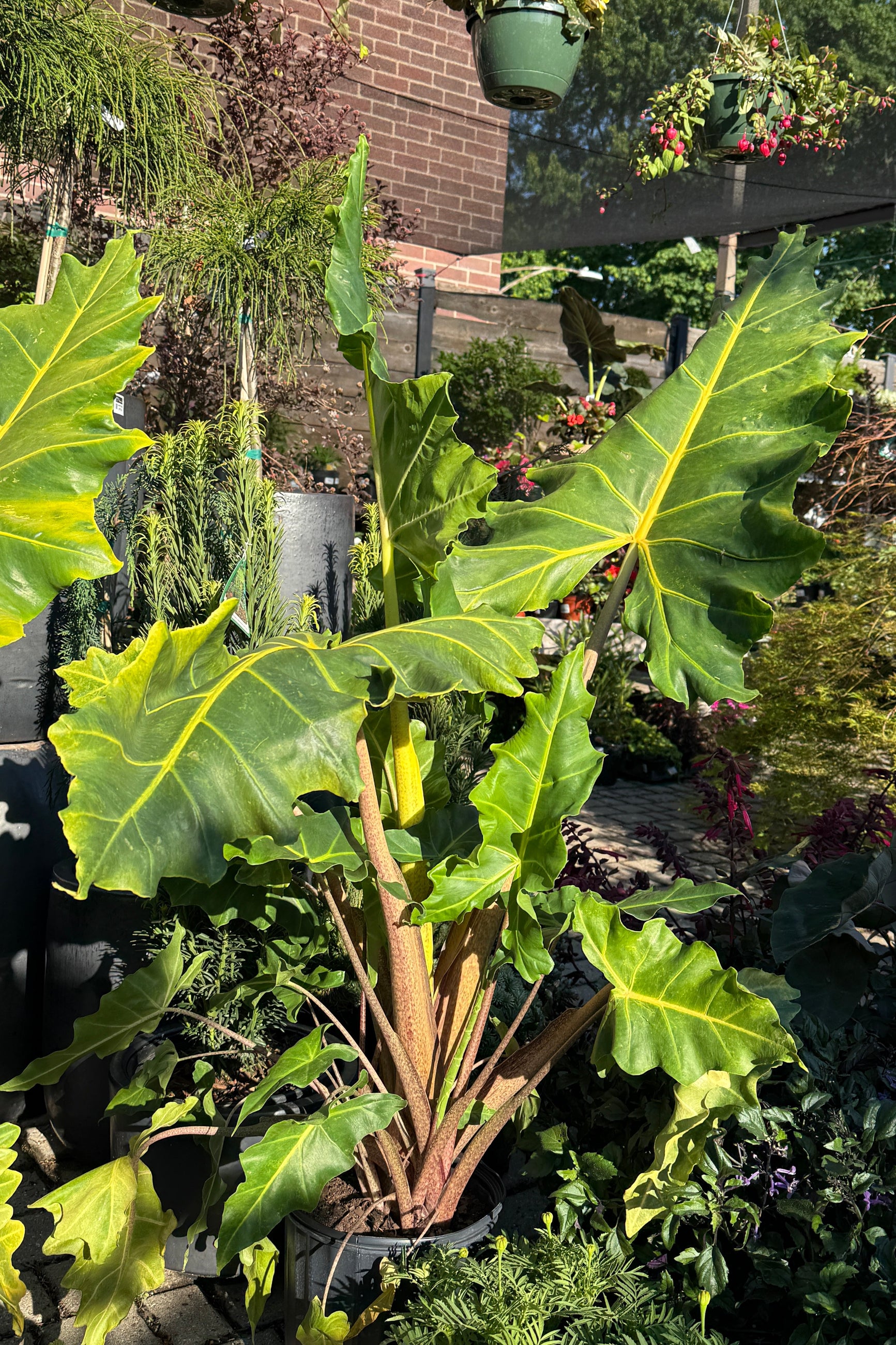 Large green leafy Alocasia 'Golden Dragon' plant in a garden setting with various plants and flowers in the background. ©Sprout Home