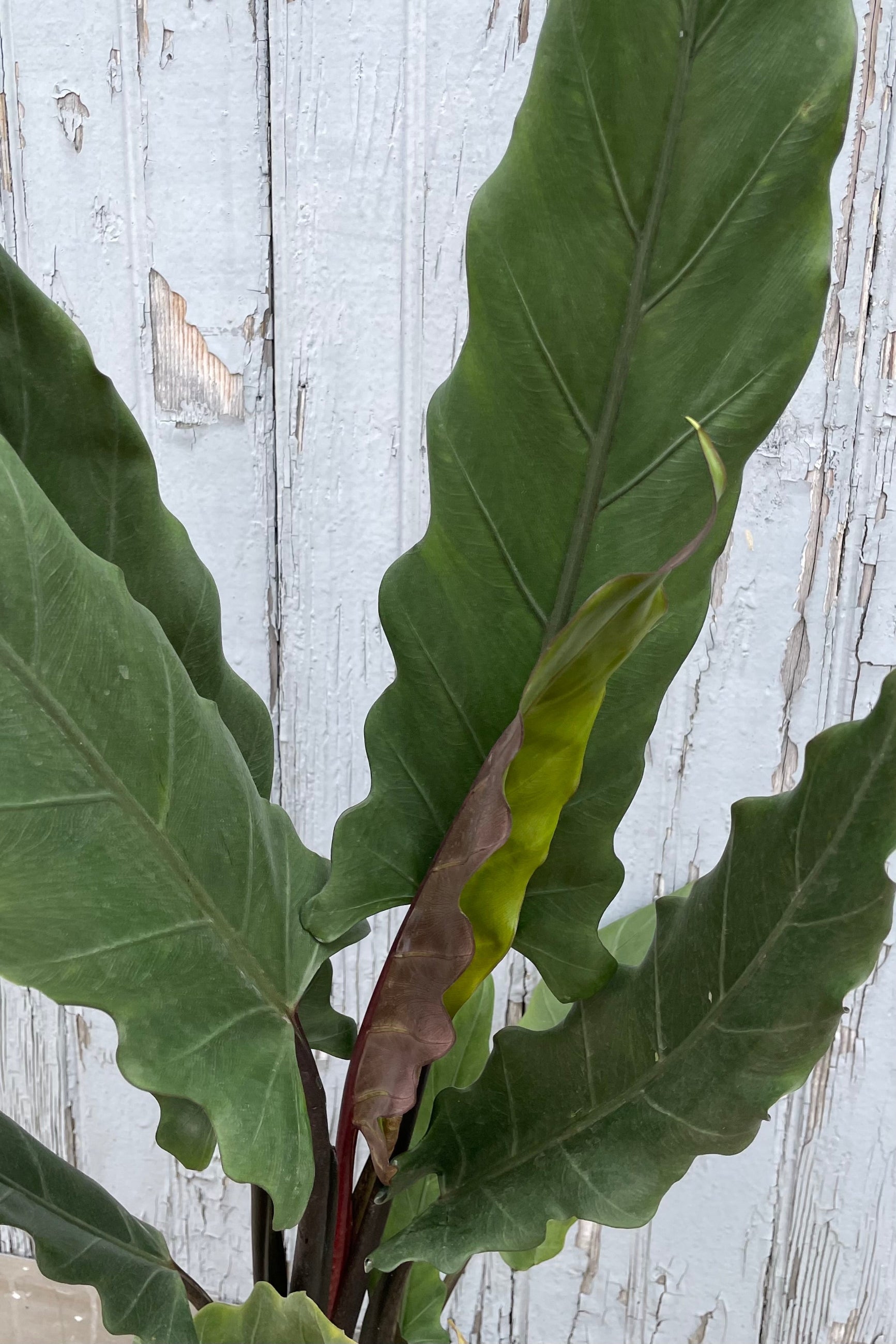 Close Photo of ripple leaves of Alocasia lauterbachiana dark green leaves against gray wall. ©Sprout Home