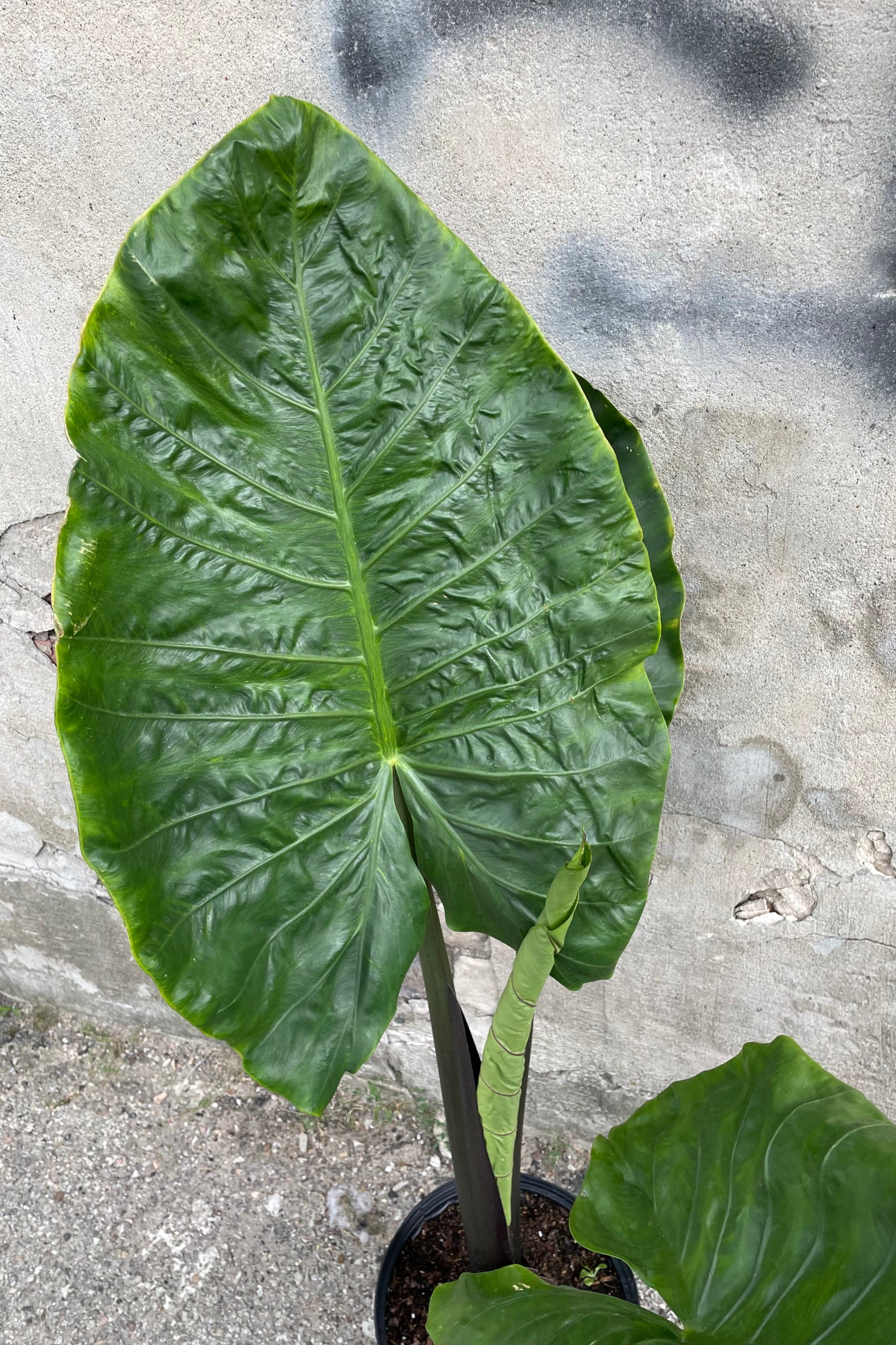 An up close picture of the huge heart shaped leaves of the Alocasia 'Metal Head' ©Sprout Home