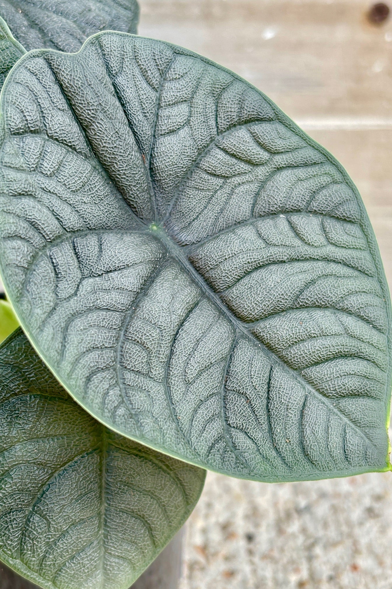 Close up of Alocasia 'Melo' with upright, leathery, dark green, shield shaped leaves on light green stems. ©Sprout Home