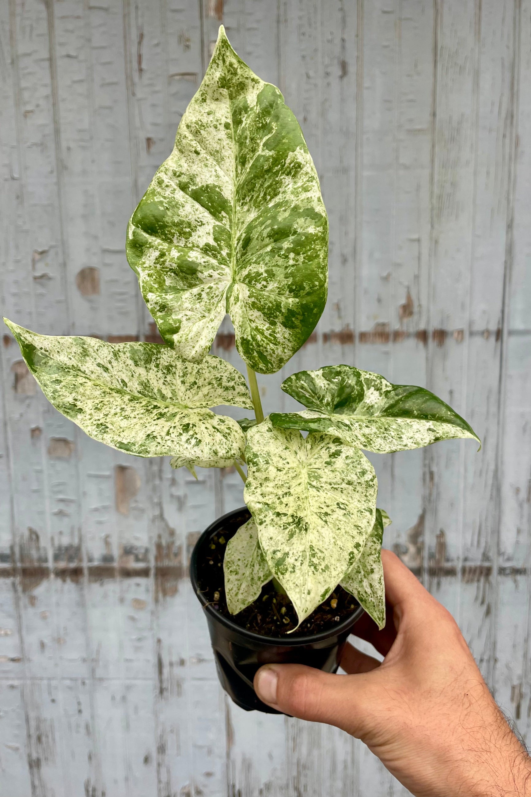 Photo of a heavily variegated Alocasia plant held by a hand in front of a wooden wall ©Sprout Home