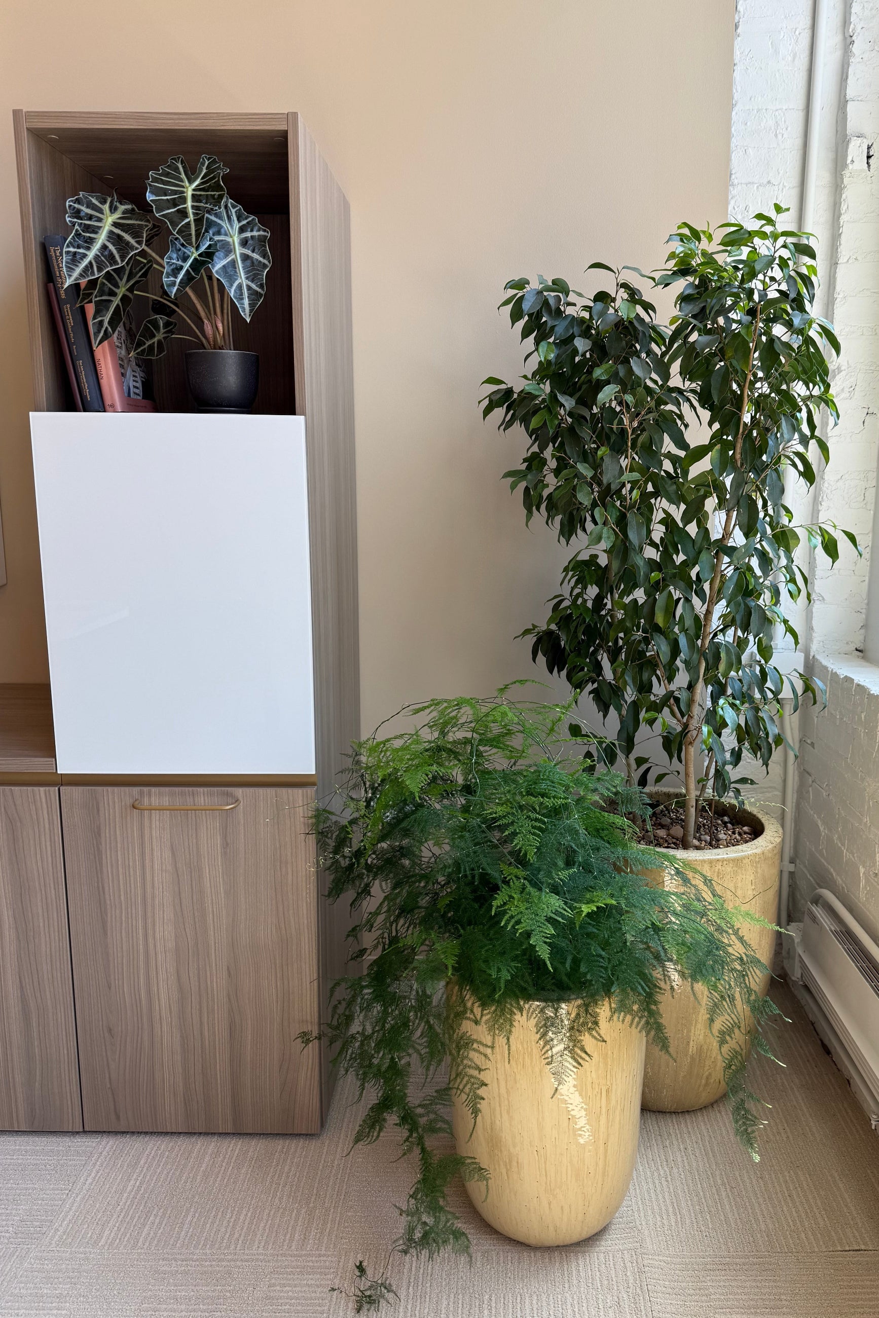 A trio of plants in an office setting ©Sprout Home