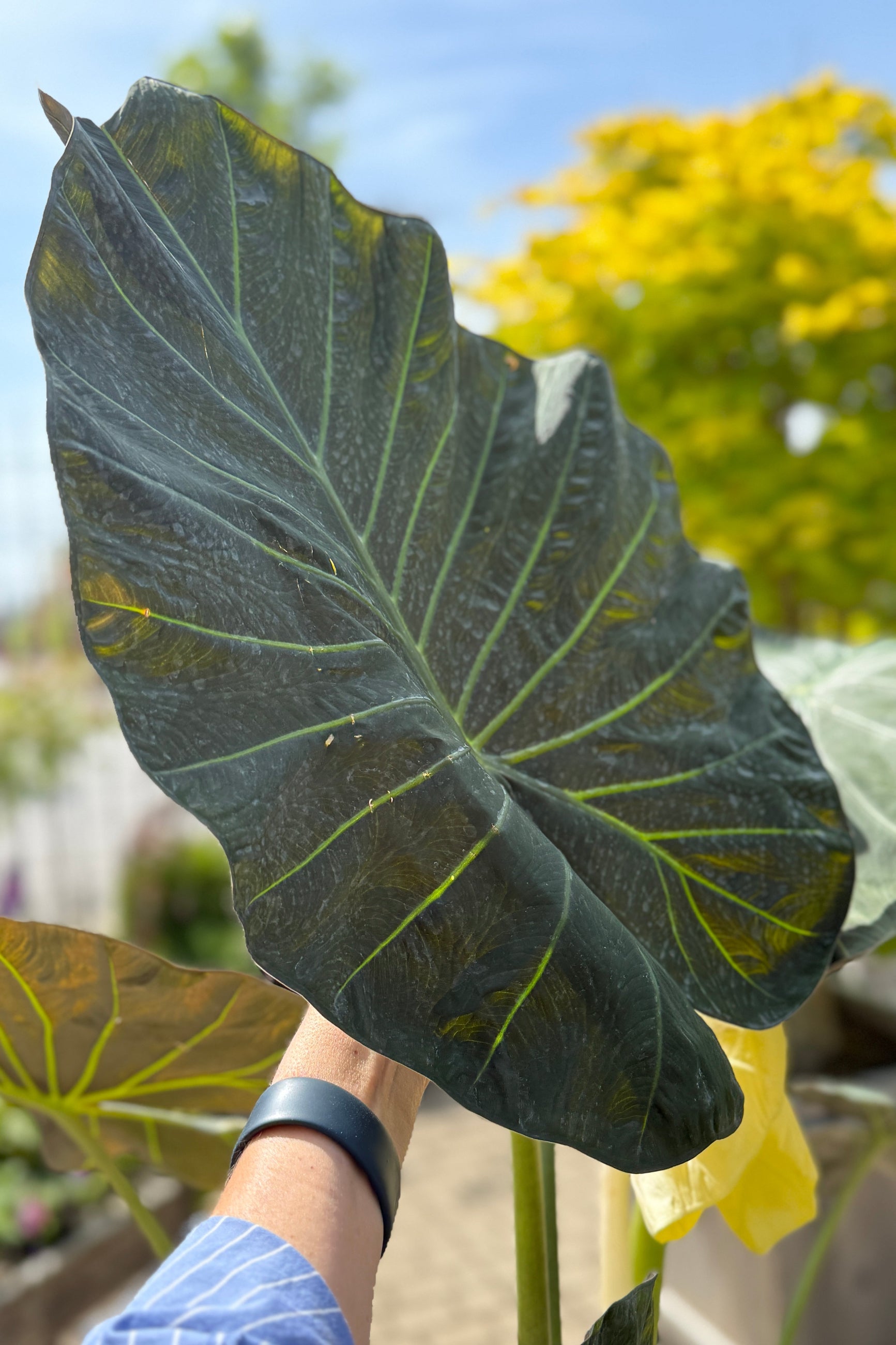 Alocasia 'Regal Shield' leaf in May ©Sprout Home