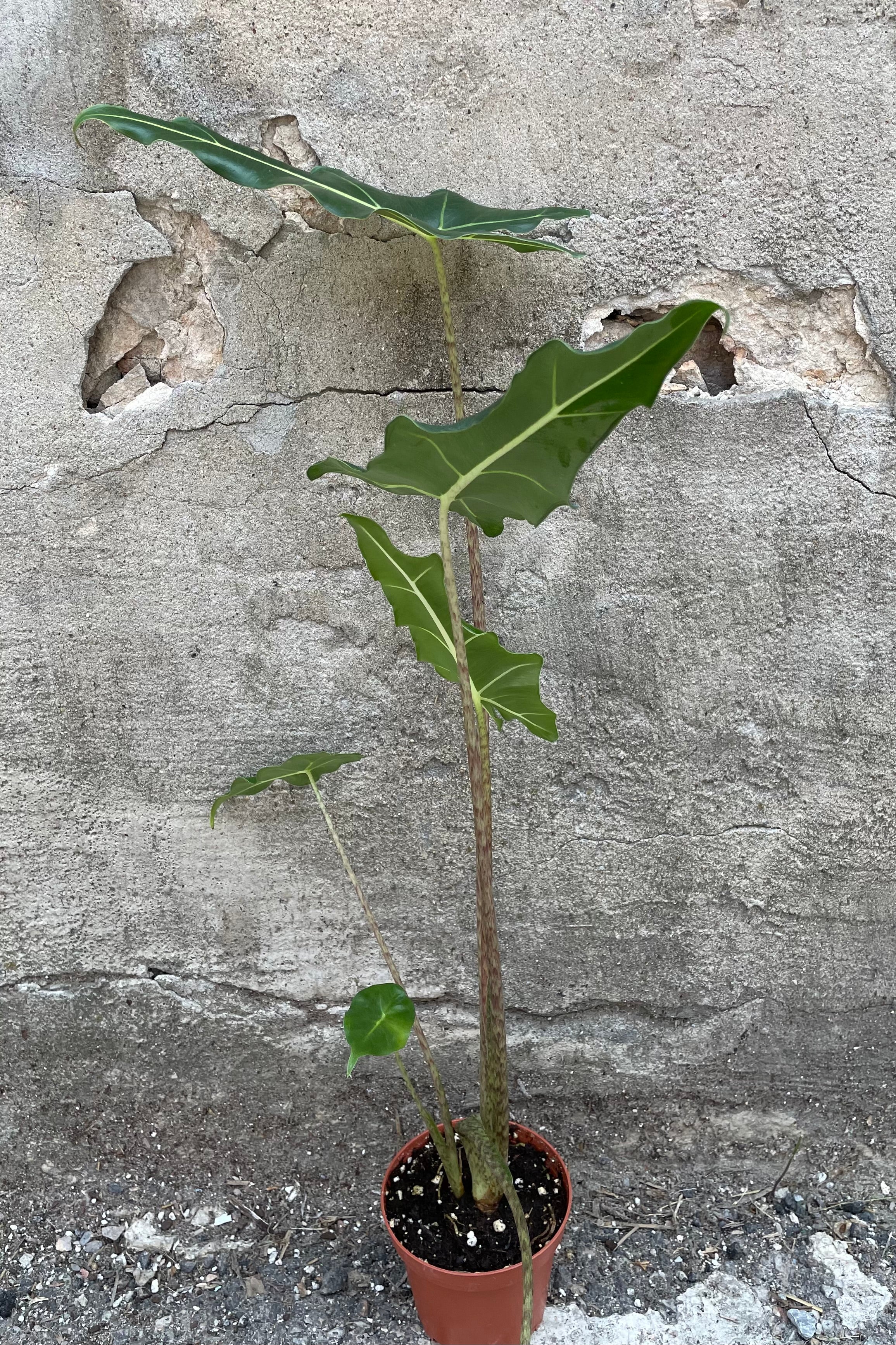 Alocasia 'Sarian' in a 4" growers pot with its elephant ear leaves standing on variegated stems against a concrete wall.