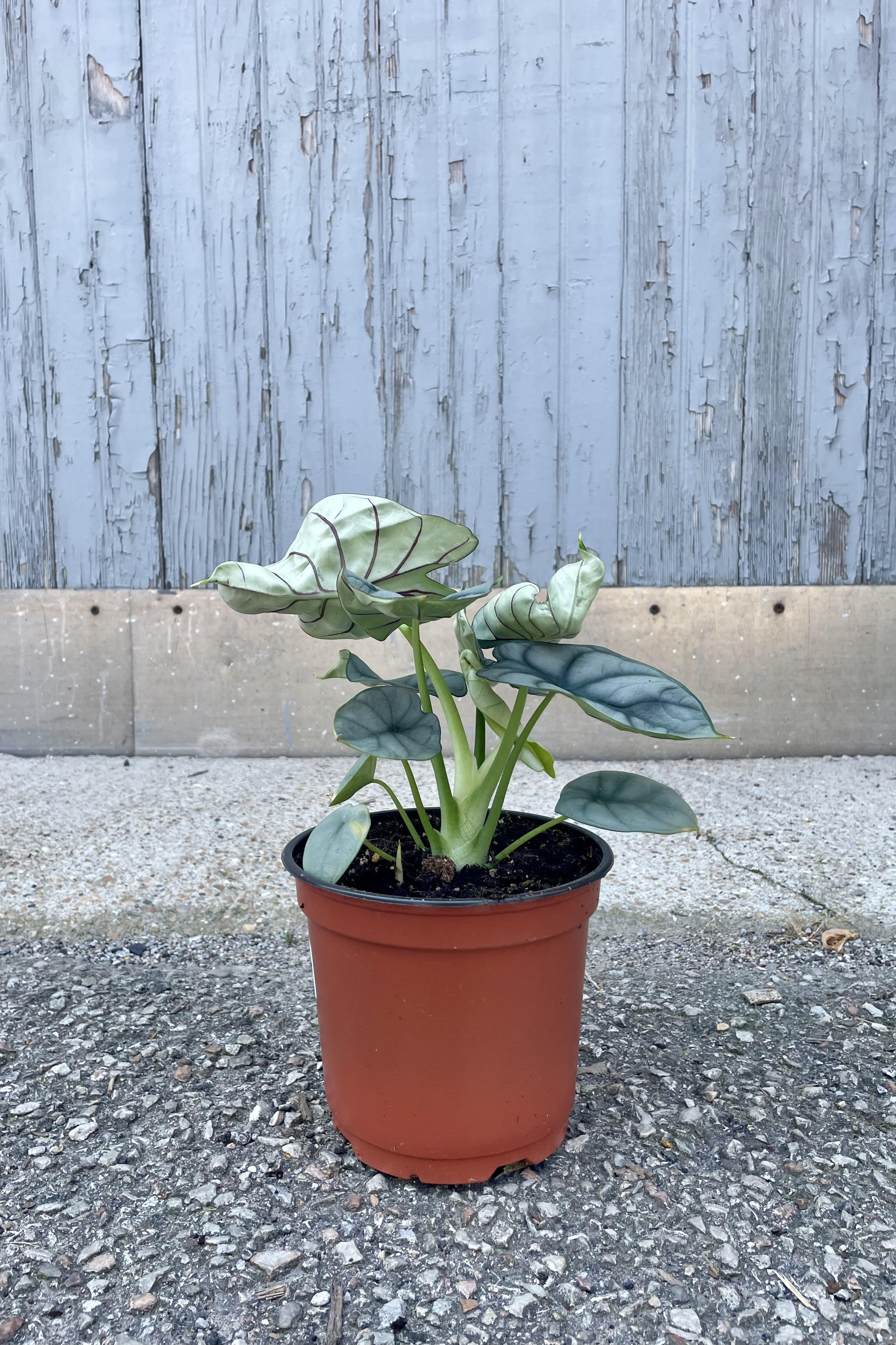 Photo of an Alocasia 'Silver Dragon' in an orange pot. The pot sits on a concrete surface in front of a gray wall. This alocasia has many broad leaves on long petioles.