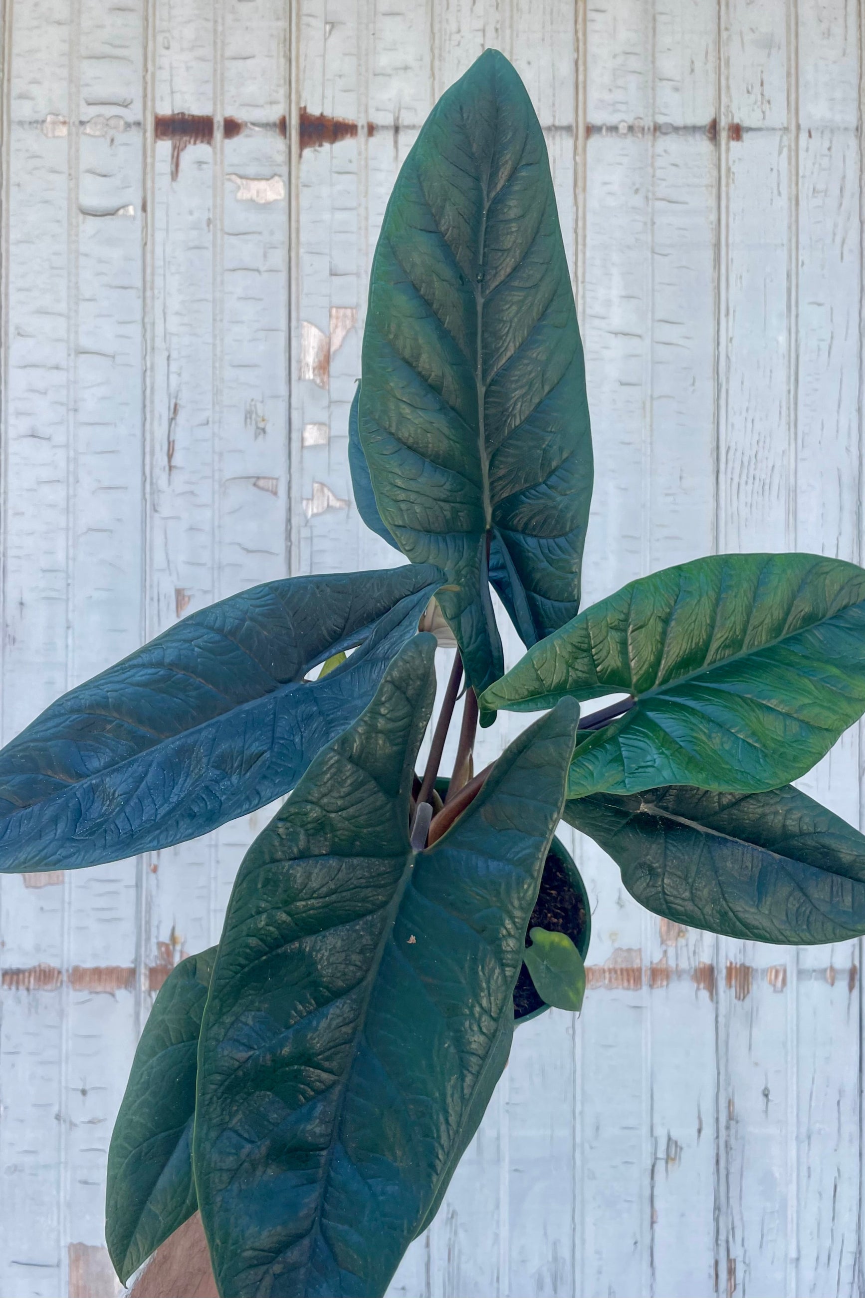 Photo of an Alocasia plant with dark shiny leaves in front of a gray wall. Alocasia scalprum ©Sprout Home