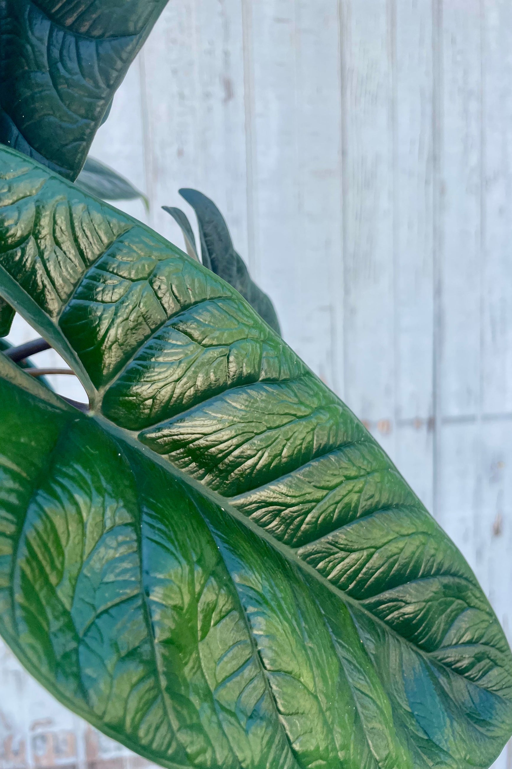 Close-up of a green leafy plant with a blurred white background. Alocasia scalprum ©Sprout Home